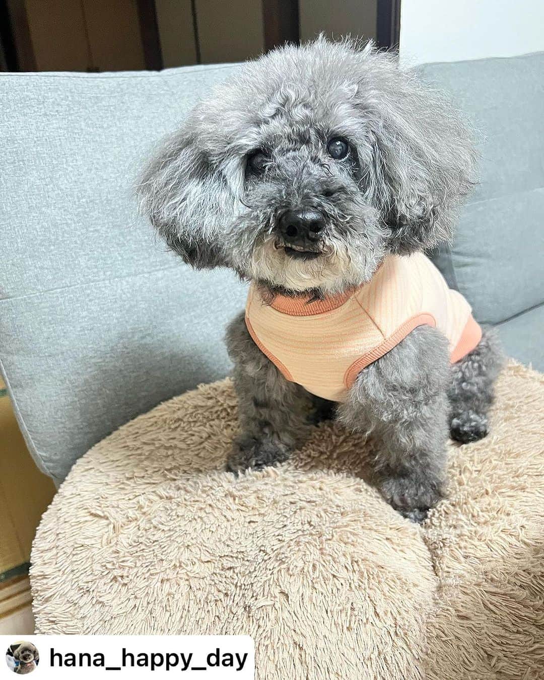 iDog&iCatのインスタグラム