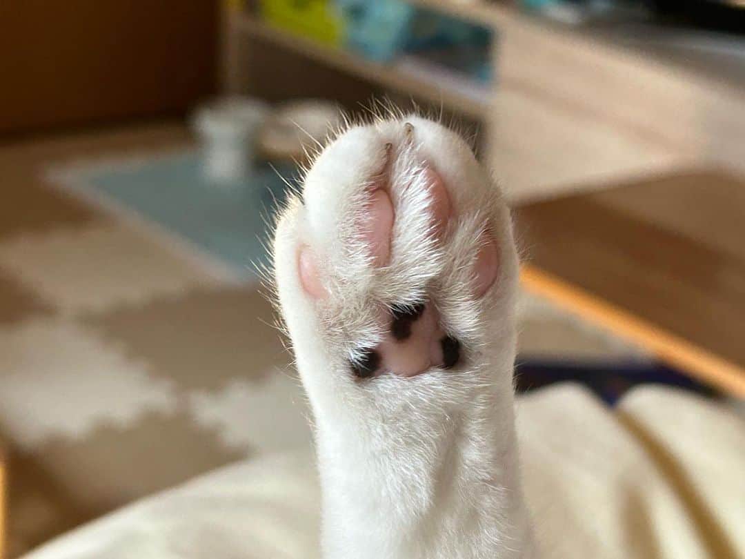 のインスタグラム：「#幸来 ちゃん足裏ボーボー 親友が土曜日にカット予定🤭  #諭吉 はお気に入りおもちゃで遊んで😘  今日も過ごしやすい日でしたね☺️  #諭吉と幸来 #ゆきさく #猫のいる暮らし」