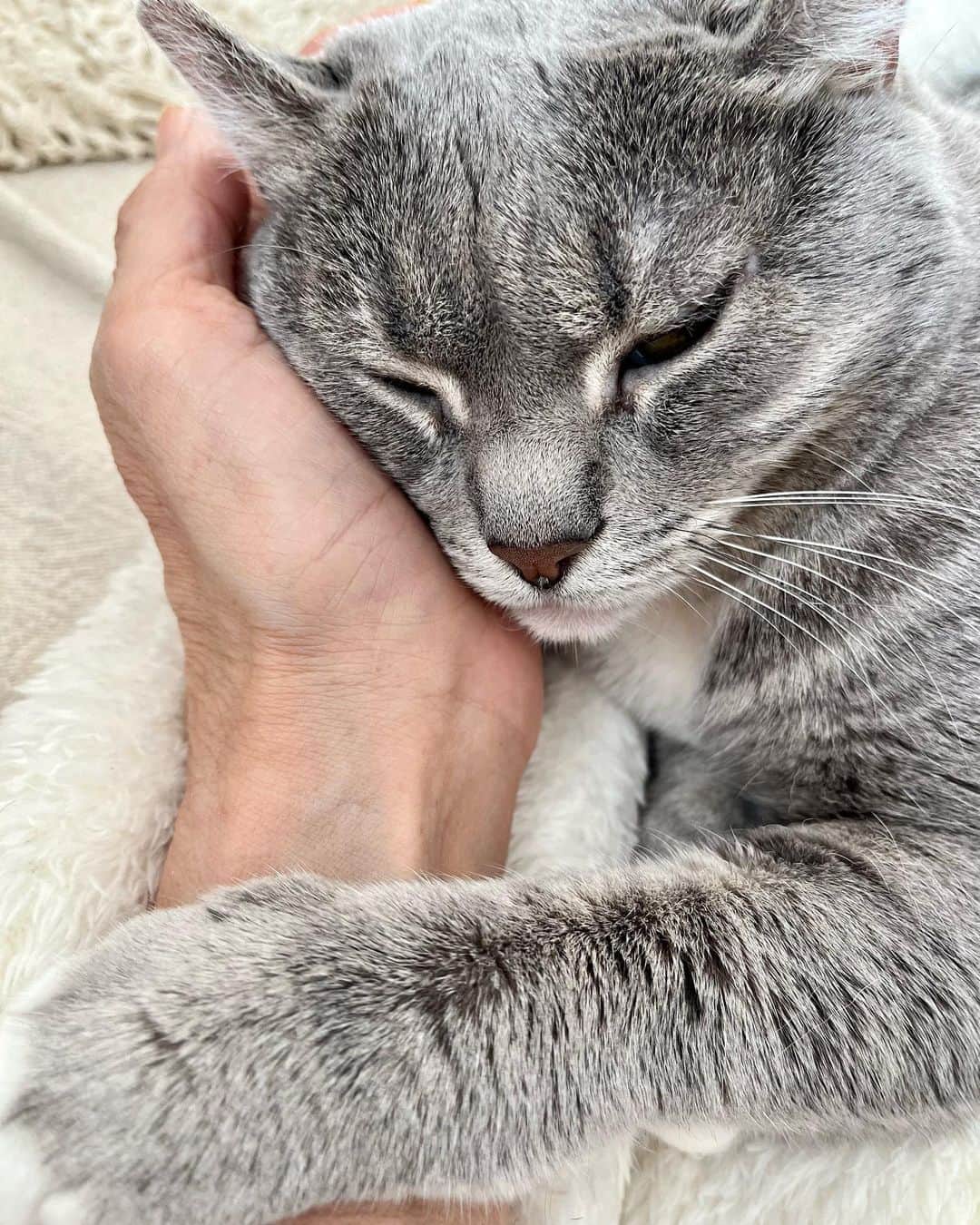 高見恭子さんのインスタグラム写真 - (高見恭子Instagram)「愛は言葉ではなく温度として確かに伝わる  #cat  #catandme  #catphoto  #catlove #catstagram  #猫と犬のいる暮らし  #catlife  #americancurl」10月12日 16時30分 - takami_kyoko