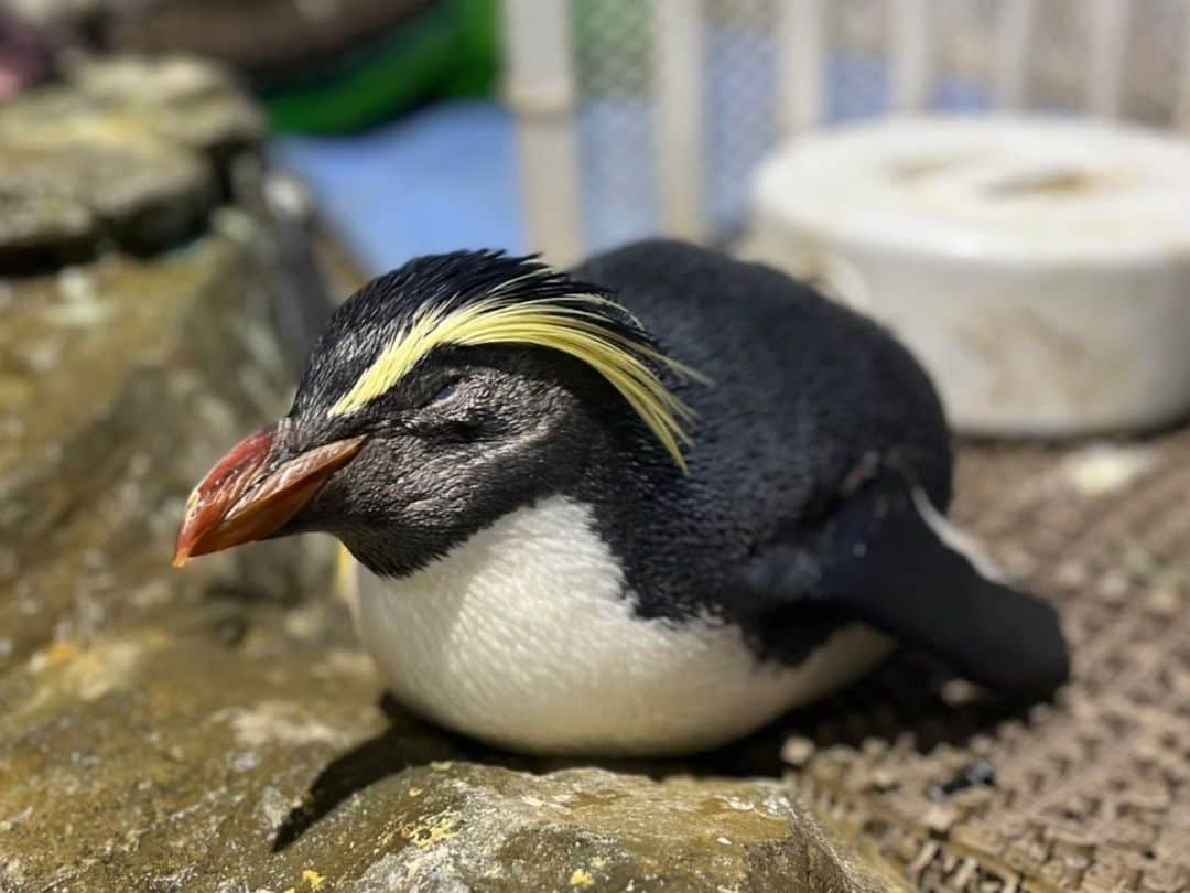 アクアパーク品川のインスタグラム：「愛らしい寝顔🐧💤  #キタイワトビペンギン #RockHopperPenguin #ペンギン #penguin #すやすや #寝顔 #癒し #生きもの #マクセルアクアパーク品川 #MaxellAquaParkShinagawa #アクアパーク #aquapark #アクアパーク品川 #aquaparkshinagawa #水族館 #aquarium #水族館デート #東京 #都内 #品川 #駅近 #東京観光 #屋内遊び場 #品川プリンスホテル #品プリ」