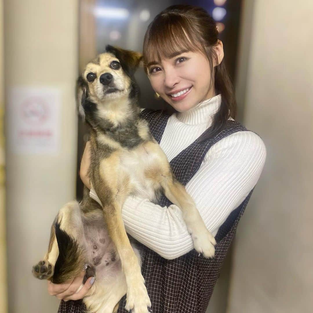 比留川マイさんのインスタグラム写真 - (比留川マイInstagram)「Stac役、座長のメープルちゃん！ 本当にお利口さんで可愛くて、毎日の癒しでした♡ メープルちゃん達が所属されているわんわん大サーカス @wanwancircus さんは静岡を拠点に活躍されているそうです！また会いに行きたいなぁ🐶🤍 . そしてお写真を撮って頂いた皆様！ありがとうございます🐾全員と撮れなかったのが悔やまれる、、キャストの皆様も本当に温かくて優しくて楽しい方々ばかりでした！またお会いできます様に、、♡ . . #Stac #築地ブディストホール」10月12日 17時41分 - maichan_1003