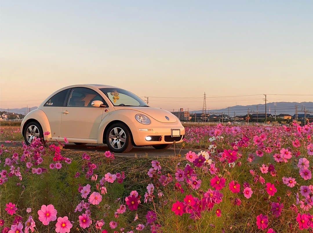 フォルクスワーゲンのインスタグラム：「＼いいね！Volkswagen／  こちらは三重県東員町のコスモス畑🌸 最盛期は約200万本が咲き誇る絶景が広がります。  この秋に紅葉ドライブ🍁を計画中の皆さま、 今年は秋桜も選択肢に入れてみては？🙌 愛車との写真を撮ったら「#ワーゲン」をつけて 投稿してくださいね！  Photo by @motti3737さん  素敵なお写真ありがとうございます✨  本アカウントでは「 #ワーゲン 」のついた 写真をシェアさせていただくことがあります。  #フォルクスワーゲン #ニュービートル #フォルクスワーゲンのある生活 #車好きな人と繋がりたい #東員町コスモス畑 #Volkswagen #VW #VWBeetle #NewBeetle」