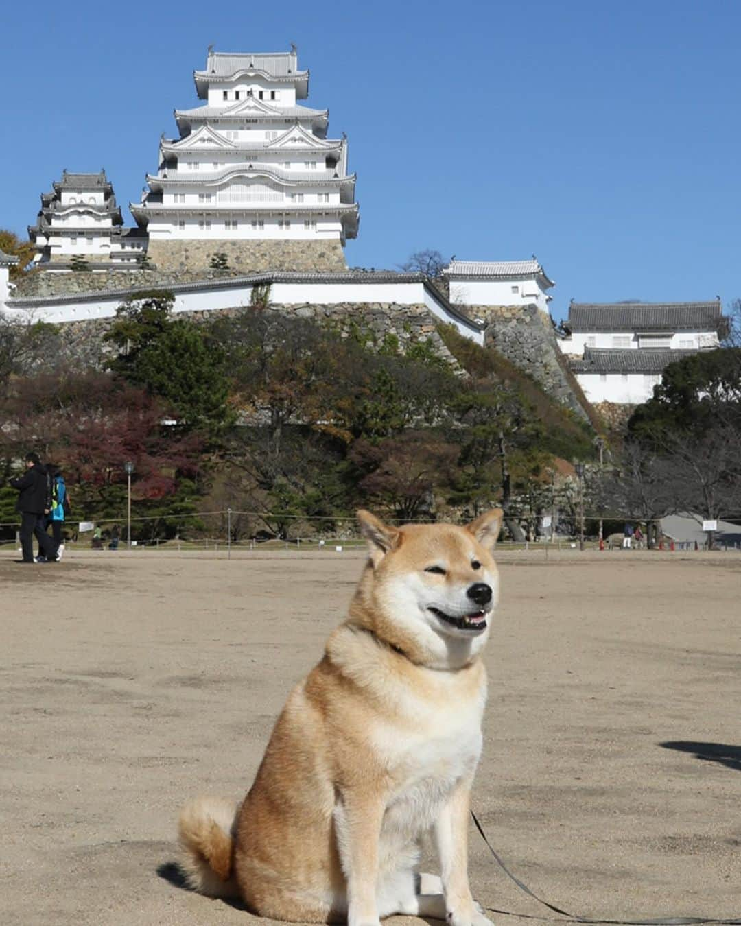 まる（まるたろう）のインスタグラム：「🔸柴犬まるアート展 ～ 僕は君の記録係 ～ in OSAKA🍎 ⁡来場者プレゼントと購入者ノベルティのお知らせです🤗  💡ご来場いただきましたヒト科には、お一人様1パックを、一緒に来てくれたわんこにももちろん、1わん1パックをプレゼント！ 柴犬まる監修☆東京は文京区根津の新グルメ「ベビーまるカステラ」をこの機会にぜひご賞味ください♪  💡会場にて3,300円以上グッズをお迎えで「16歳」のお誕生日メモリアルのウェットティッシュをお一つプレゼント！  #来場記念 #大阪で粉もん勝負はビビるけど  #柴犬まるアート展 #大阪やし #こっちも笑い取りにいく #本気度 #実物見に来てや #4日のみの限定公開」