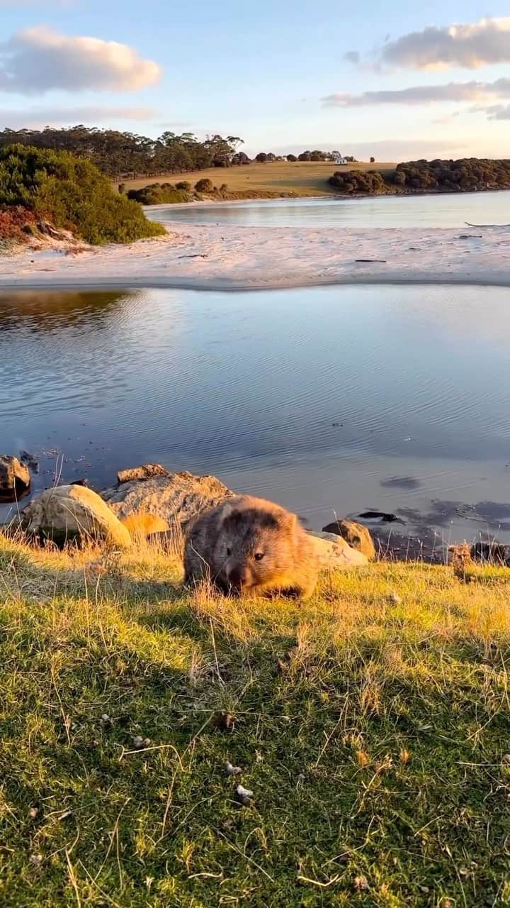 Australiaのインスタグラム：「On #MariaIsland, it’s a #wombat world; we’re just visiting it 💚🐾 @nderenzo caught this fluffy #wombat having a cheeky snack on Wukaluwikiwayna (#MariaIsland) in @eastcoasttasmania. This tiny island in @tasmania is a haven for wombats, with over 1,000 of these fluffy guys calling this gorgeous island home. Tip: book a tour with @see.tasmania or @mariaislandcruises for some extra special wildlife encounters, just like this.   🎥: @nderenzo   📍: Wukaluwikiwayna (Maria Island), #Tasmania   #SeeAustralia #ComeAndSayGday #DiscoverTasmania   ID: A wombat grazes on grass in the front, with water and gentle hills in the background.」