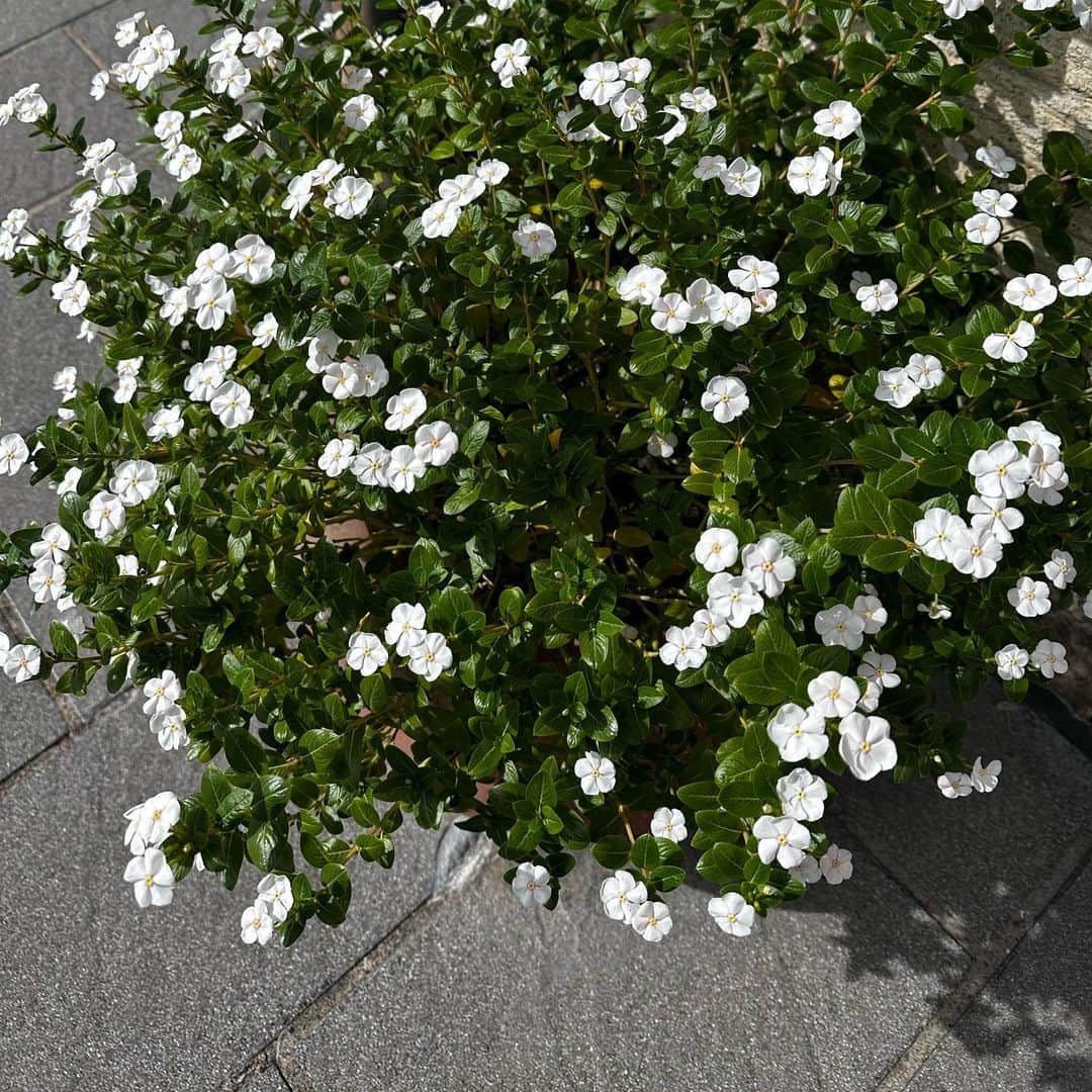 のインスタグラム
