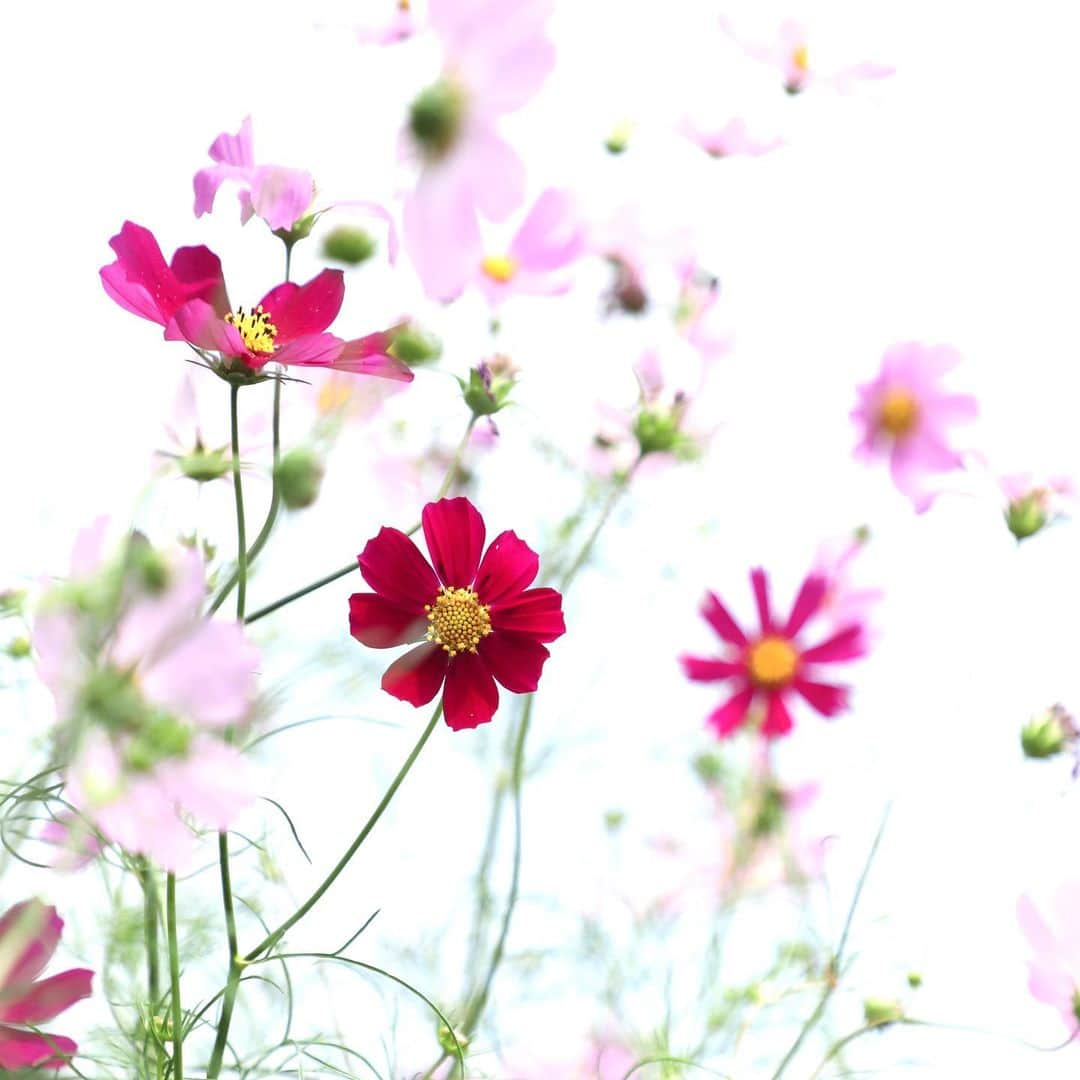 harumiさんのインスタグラム写真 - (harumiInstagram)「Cosmos🌸🌸🌸  🎵淡紅の秋桜が秋の日の〜🎤♪  秋桜って漢字を見る度、さだまさしって天才って思う🌸🌸🌸  #コスモス #秋桜」10月12日 18時22分 - harumirumiru