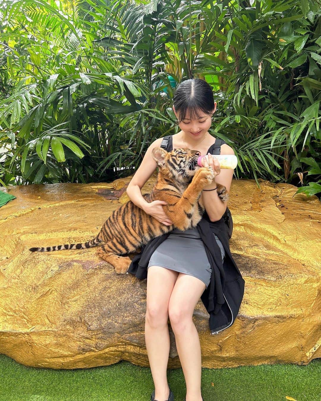 愛咲りりのインスタグラム：「トラのあかちゃん🐯💓🍼 腕をおさえながらミルク飲んでてかわいかった😭 （力は結構ある、アイドルの握手会くらい一瞬でおわる）  キリンにはゆっくりエサあげられた🦒 こんな近くで見られて感動！！  #thailand #bangkok #hotel #海外旅行 #タイ #バンコク #ホテル #safariworld」