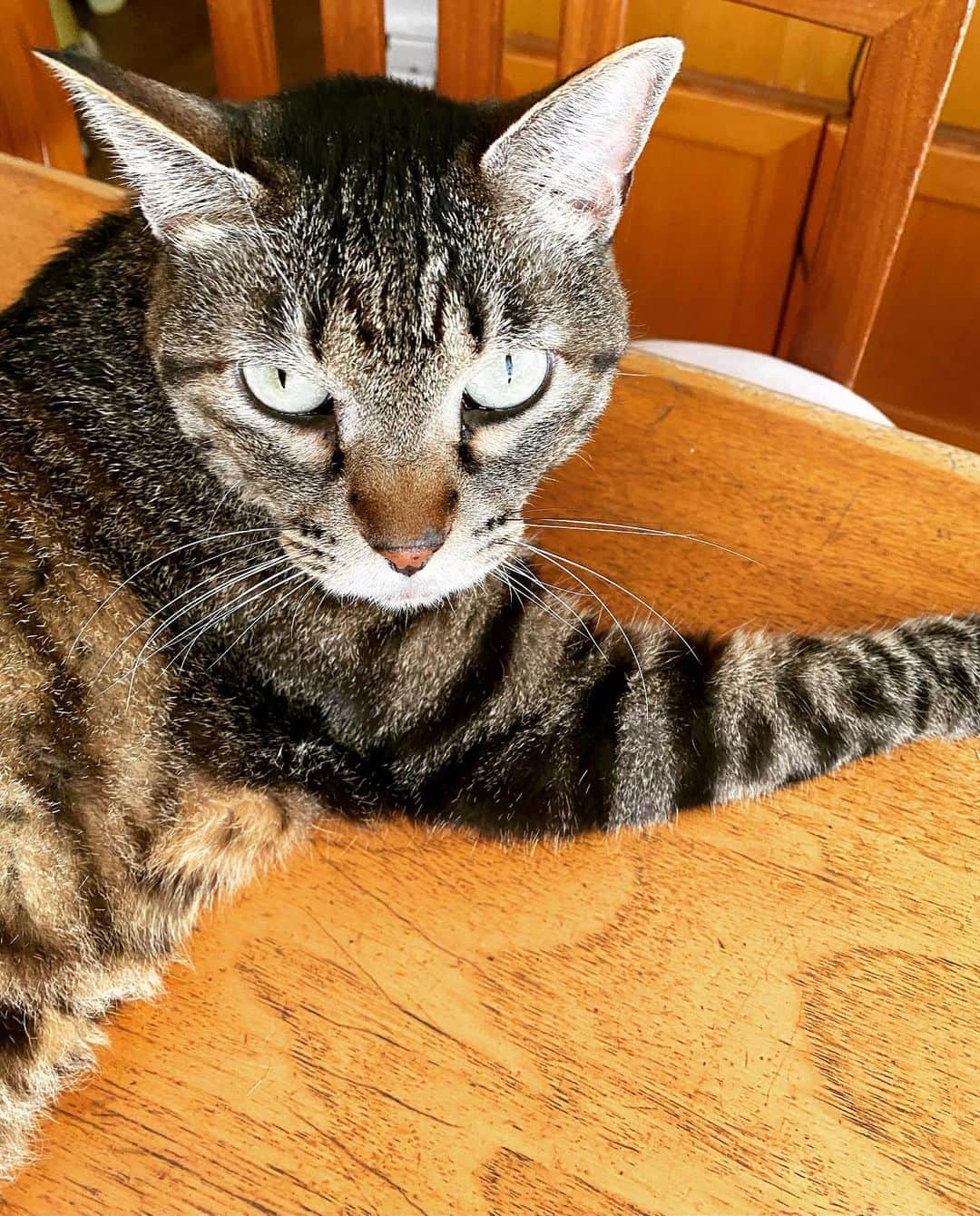 相原コージのインスタグラム：「#ねこ  #キジトラ　#テーブル  #cat  #catstagram」