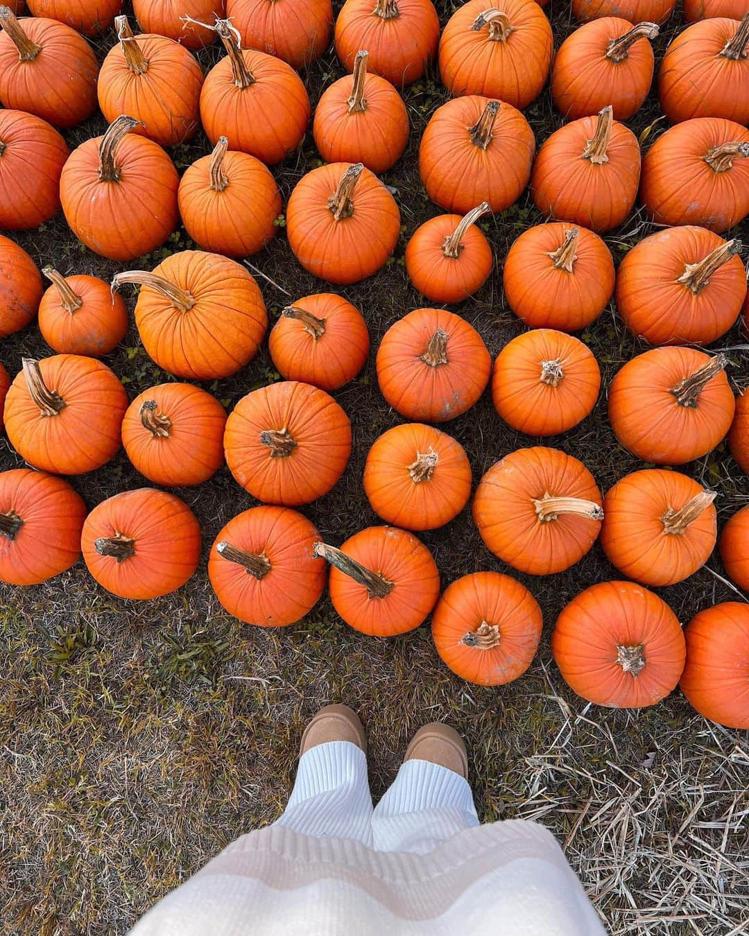 Hollister Co.さんのインスタグラム写真 - (Hollister Co.Instagram)「cutest pumpkin in the patch 🎃 @angelinakhang」10月13日 5時00分 - hollister