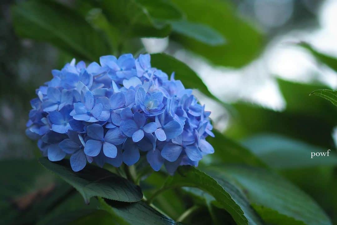 anemone_69のインスタグラム：「. . 咲いてた…よ？ . . #hydrangea #アジサイ #あじさい #紫陽花 . . .」