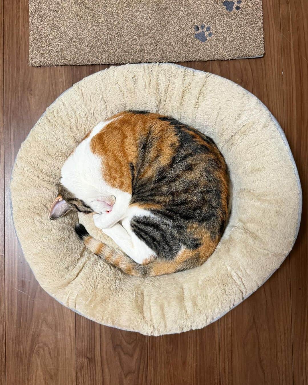 金太のインスタグラム：「この◎ベッドは買って良かった😙 おっぴろげで寝てるとおハゲもよく見える😅 塗り薬処方されてないけど、この体勢してくれるならカンタンに塗れそう🫙 . .  #meowed#9gag #猫のいる暮らし　#猫の生活　#三毛猫ガール #保護猫#三毛猫すず#calico」