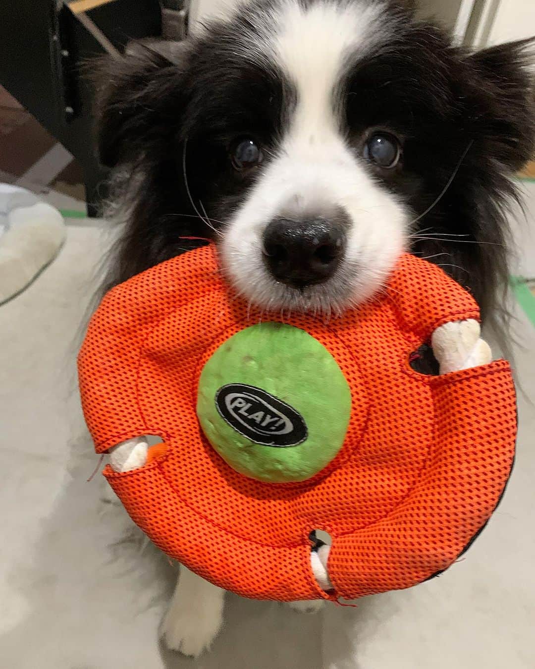 犬バカ部宣伝部長のインスタグラム：「そらちゃんの若さの秘密は… きっと遊び好きやからやね。うんうん❤️ 目指せ！風吹じゅんさん✋🤣 いつまでもお綺麗で✨🐼❤️ ⁡ 朝のCMに出てくるから🤣今ポッと名前出た🤣 ⁡ #犬バカ部 #bordercollie #ボーダーコリー #dog #犬 #白黒 #そら #ふにゃボダ部 #ボダ娘 #中楽坊 #風吹じゅん」