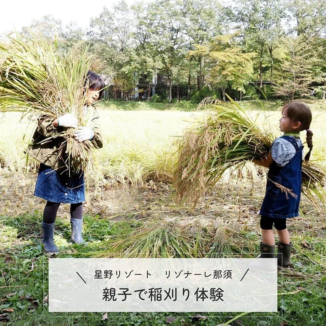 Kuboi Ayumiのインスタグラム：「【食育】お米の学校で稲刈り体験をしてみた！  星野リゾート　リゾナーレ那須に宿泊した翌日は、おいしい朝食をいただいたあと、お米の学校に参加してみました。 （＊初日のアクティビティやホテルでの過ごし方についてはひとつ前の投稿でご確認ください。）  お米の学校は施設内の田んぼで種まきから収穫、脱穀、精米作業までを体験できるのですが、私は「稲刈り」体験をしてきました。  まずはお米についてのお勉強。 クイズ形式で楽しく学んだあとは、稲刈りをします。 長靴と軍手は合うサイズのものを貸してくれるので、動きやすい服装で参加すればOK。 手ぬぐいもいただいたので、みんな首や頭にまいて、稲刈りを。  ５歳の娘も最初はドキドキでしたが、最後は誰よりも早くたくさん稲刈りをしていました。 稲刈りをしたあとはしばって、はぜ掛けまで。 稲を逆さまに吊るして干すことで、甘みや栄養分がお米までおりて、おいしくなるんだそう。  羽釜ごはんが炊きあがるまで、もみじや稲を使ってブーケを作ったり、虫取りをしたりもしました。  たくさん動いてつかれた後は羽釜で炊いたツヤツヤごはんをいただきます。 グループごとにおひつに入れてくれて、ビニール手袋やお塩、こんぶやのりなどもセットになっているので みんなでおにぎりを作りました。  朝食で満腹だったのに、おいしすぎてみんなおかわりしてお米を食べていましたよ。 「お米は最後のひと粒まで残しちゃいけない！」と次女が言っていたので、食育にもなったみたい。  最後に全員分のポン菓子もお土産にいただきました。 すべてのプログラム終了後は新米をおうちまで届けてくれるそうなので、今から楽しみです。  稲刈り体験だけでなく、お米について勉強できたり、羽釜炊きごはんでおにぎりが作れたり、お土産にオリジナル手ぬぐいやポン菓子がもらえて、新米のお届けまで！ こんな充実したアクティビティにびっくり！ 娘たちもとても楽しそうで、少しの時間でも成長を感じました。 また参加したいと思います。  ■星野リゾート　リゾナーレ那須（@risonarenasu）  〒325-0303 栃木県那須郡那須町高久乙道下2301 050-3134-8093  ＊イベントやアクティビティは季節や日によって変更になることもありますので、必ず公式ＨＰなどで確認をお願いいたします。  ○+●+○+●+○+●+○+●+○+●+○+●+○+●  @himekagami　←check♡  おうちごはん が楽しくなるお取り寄せグルメ や 簡単＆時短ごはん、育児情報など発信中！ 投稿が気に入ったら保存&フォローしていただけるとうれしいです。 いつもありがとうございます(^^)  ○+●+○+●+○+●+○+●+○+●+○+●+○+●  @hoshinoresorts.risonare @hoshinoresorts.official @mamano.wa  #リゾナーレ #hoshinoresorts #risonare #星野リゾート #リゾナーレ那須 #risonarenasu #お米の学校 #旅育 #ママノワ #PR #絶景 #子連れ旅行 #家族旅行 #稲刈り #食育 　　  #那須旅行」
