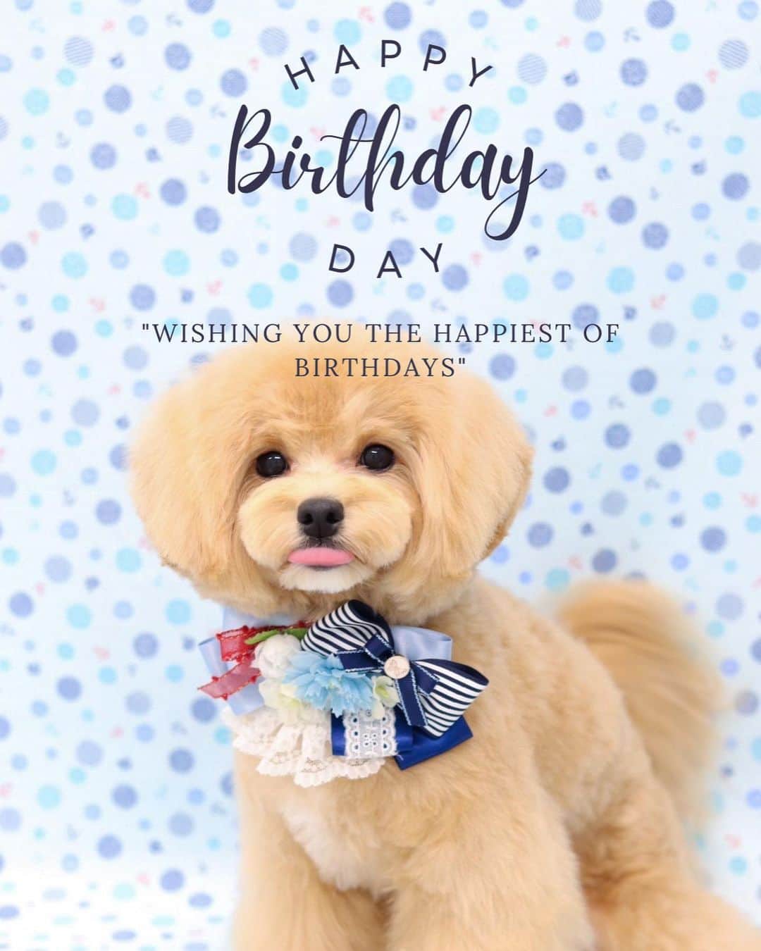 神田藍香のインスタグラム：「𝐇𝐀𝐏𝐏𝐘 𝐁𝐈𝐑𝐓𝐇𝐃𝐀𝐘 𝐋𝐀𝐖 ⁡ ⁡ 先日ローくんの誕生日💓 今まで撮ってもらった可愛い写真🤭 甘えんぼうで人懐っこい 可愛いろーくんいつもありがとう🐕 ⁡ ⁡ ⁡ ⁡ #dog#malpoo#マルプー男の子  #マルプー#マルプー連合」