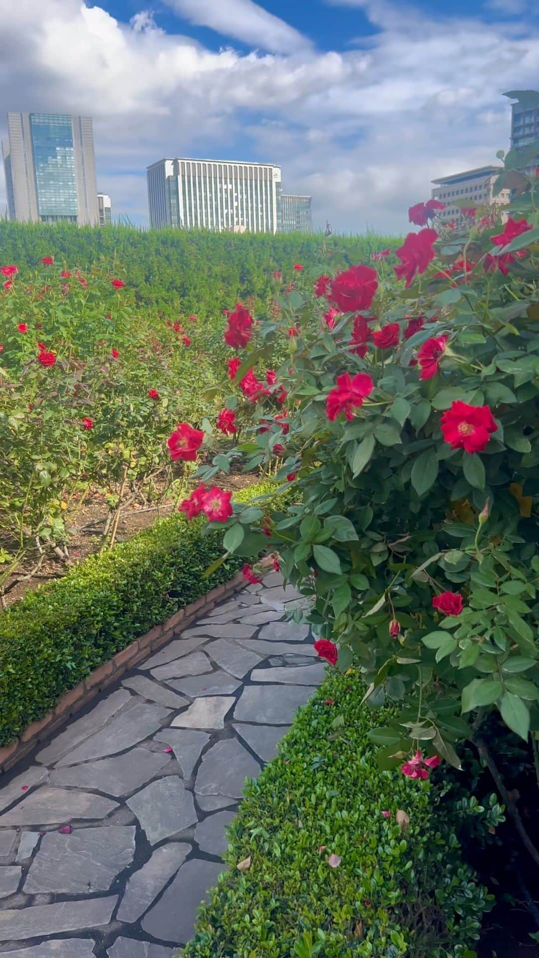 ホテル ニューオータニのインスタグラム：「【レッドローズガーデンスペシャルマンス🌹】 Red Rose Garden Special Month🌹  If you love this photo as we do, please comment with a🌹 stamp! ＊素敵！と思ったら🌹のスタンプをコメントしてください。  2023年9月23日（土・祝）～10月22日（日） September 23- October 22 2023  30種3万輪のバラが咲き誇る屋上庭園Red Rose Gardenを一部の方に向けて特別に開放！期間限定で入場券付きレストランプランを販売しております。  今が見ごろの最盛期！  都心の"秘密の花園"で、優雅なひとときをお過ごしください。  The Red Rose Garden, is a rooftop garden with 30,000 roses of 30 different varieties in bloom, now opens to the public! For a limited-time special events will also be held.  Please enjoy a moment of elegance in our "secret garden" in the heart of the city.  ◇ご予約・詳細は@hotelnewotanitokyo プロフィールのURLより「Red Rose Garden」バナーをタップ👆  For reservations and details, tap the "Red Rose Garden" banner from the URL in @hotelnewotanitokyo's profile.  《レッドローズガーデンスペシャルマンス🌹》  期間：2023年9月23日（土・祝）～10月22日（日） 時間：10:00～17:00（最終入場16:30）  入園対象者： ♦ニューオータニクラブ会員の皆さま（ご同伴のお客さまは2名さままで） ♦ホテルニューオータニ（東京）にご宿泊中のすべてのお客さま ♦レッドローズガーデンイベントにご参加のお客さま ♦レッドローズガーデン入場券付レストランプランをご利用のお客さま ♦ご記入済みのニューオータニクラブ入会申込書をご持参の方（1グループ3名さままで） ♦ニューオータニクラブVISAカードのオンライン入会お申し込みをお済みの方（1グループ3名さままで） ※お申し込み番号やお申し込み受付のお知らせメールなど、ご証明のものをご提示いただきます。  #レッドローズガーデン #ローズガーデン #バラ園 #バラ #バラのある暮らし #ガーデニング  #rosegarden #roses #redrosegarden  #ホテル #東京ホテル #ホテルステイ  #ホテルニューオータニ #ニューオータニ #hotelnewotani #newotani #赤坂見附 #赤坂 #四ツ谷 #紀尾井町  #tokyo #japan #tokyotrip  #tokyotravel #tokyohotel  #virtualtour #forbestravelguide #futuretravelguide #thepreferredlife」