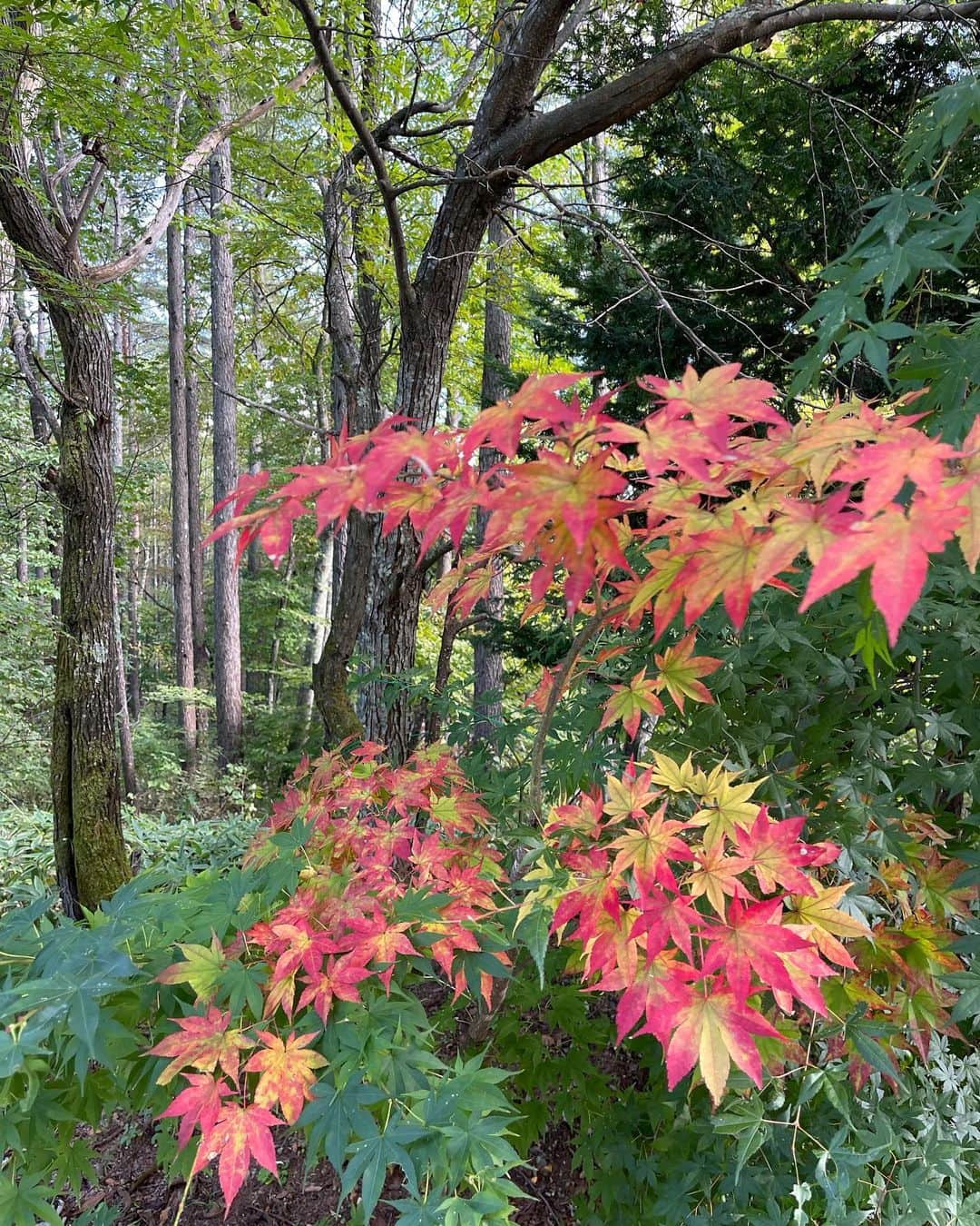 マーク・パンサーさんのインスタグラム写真 - (マーク・パンサーInstagram)「秋🍂 #globe」10月12日 21時08分 - marcpanther