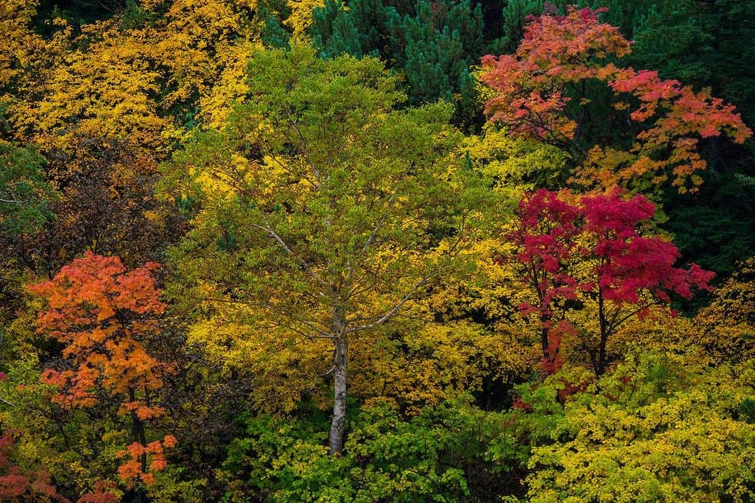 Michael Yamashitaさんのインスタグラム写真 - (Michael YamashitaInstagram)「Fall has finally arrived in Daisetsuzan National Park, 2 weeks later this year due to global warming. #koyo #hokkaido #fallcolors #autumnleaves #fallfoliage #daisetsuzan #japanfocus」10月12日 21時08分 - yamashitaphoto