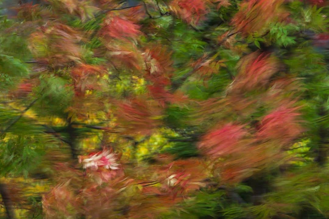 Michael Yamashitaさんのインスタグラム写真 - (Michael YamashitaInstagram)「Fall has finally arrived in Daisetsuzan National Park, 2 weeks later this year due to global warming. #koyo #hokkaido #fallcolors #autumnleaves #fallfoliage #daisetsuzan #japanfocus」10月12日 21時08分 - yamashitaphoto