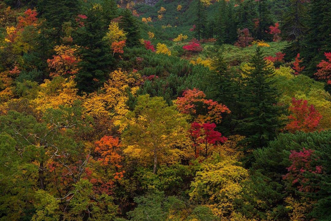 Michael Yamashitaさんのインスタグラム写真 - (Michael YamashitaInstagram)「Fall has finally arrived in Daisetsuzan National Park, 2 weeks later this year due to global warming. #koyo #hokkaido #fallcolors #autumnleaves #fallfoliage #daisetsuzan #japanfocus」10月12日 21時08分 - yamashitaphoto