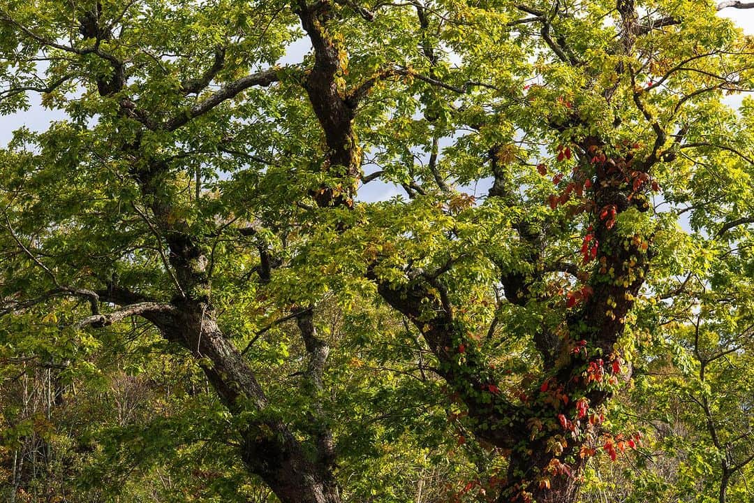 Michael Yamashitaのインスタグラム：「Fall has finally arrived in Daisetsuzan National Park, 2 weeks later this year due to global warming. #koyo #hokkaido #fallcolors #autumnleaves #fallfoliage #daisetsuzan #japanfocus」