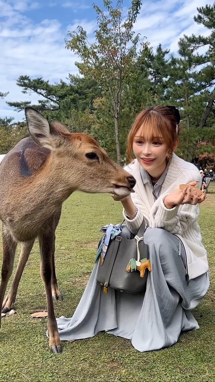 浦西ひかるのインスタグラム：「おばあちゃん家のある奈良に行ったら毎回鹿に🦌鹿せんべいあげてるけど、なんか最近の鹿さんは鹿せんべいなかなか食べてくれなかった🥹  観光客の方が増えてもらいすぎてお腹いっぱいなのかも😂  #奈良公園 #奈良」