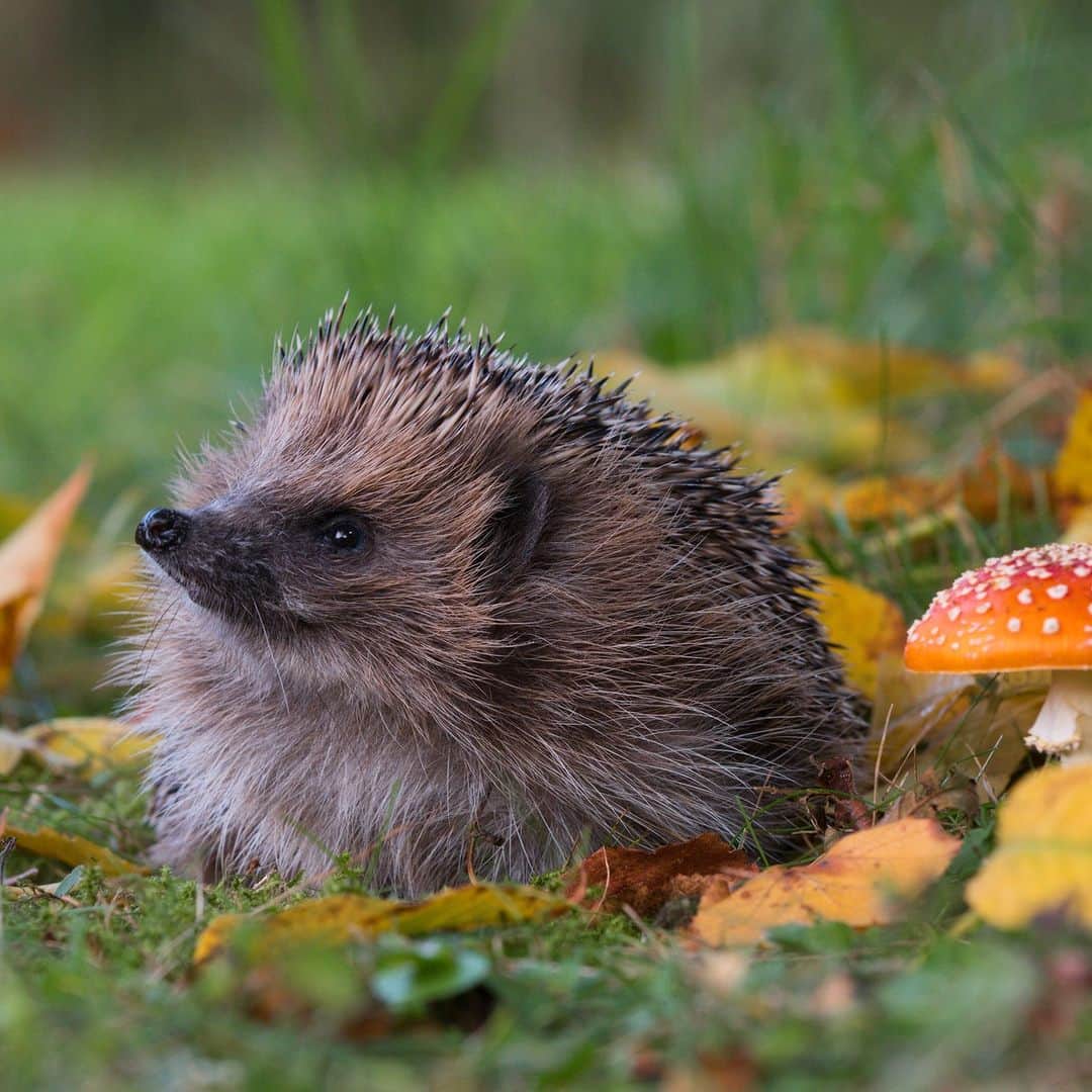 アニマルプラネットのインスタグラム：「Have you considered going as a #hedgehog this Halloween?   These pint-sized critters will purposefully coat their spines with juice from poisonous plants to make them extra unappetizing to predators. Scary indeed! 🦔👻  #FallVibes #Halloween #wildlife」
