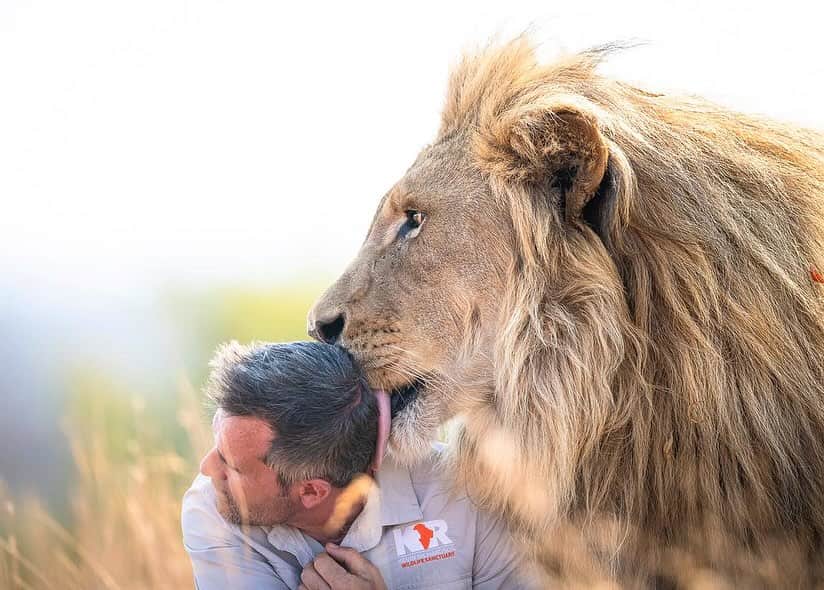 Kevin Richardson LionWhisperer のインスタグラム：「Trust is a belief or confidence in the reliability of something or someone. It forms the foundation of healthy relationships and interactions. It’s no different with animals. Some people just won’t understand this and that’s ok.  #trust #respect  #lion #lioness #mindfullymade #mycraghoppers  📸 1 @jackiewildphoto」