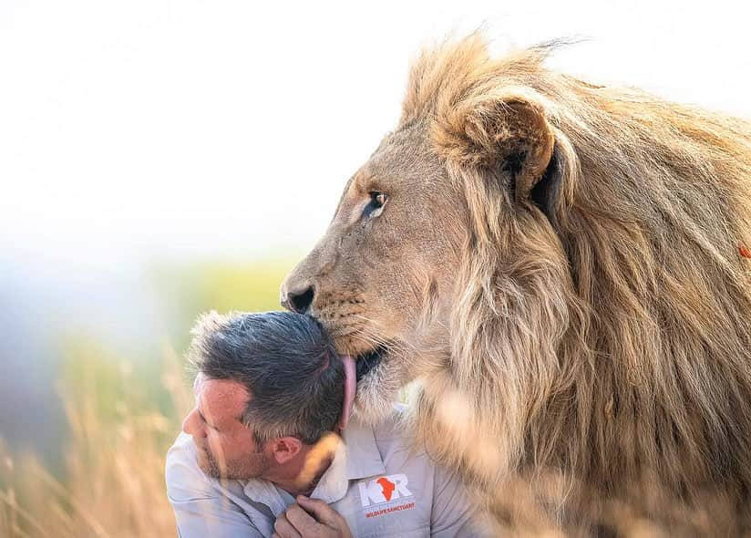 Kevin Richardson LionWhisperer のインスタグラム