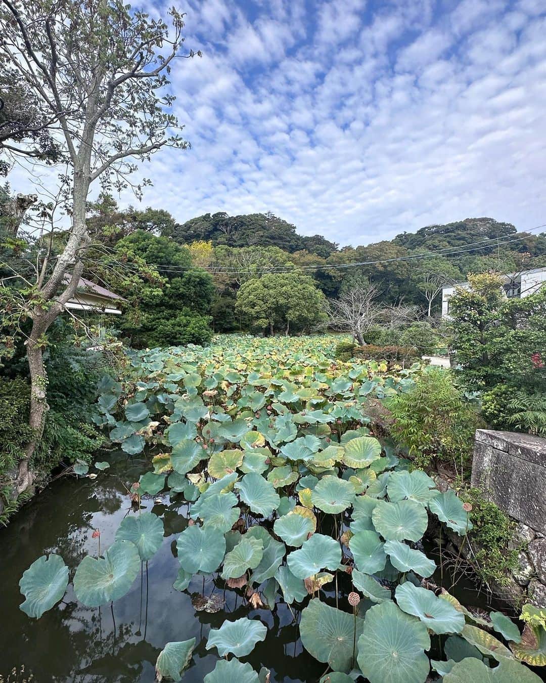 諸星みゆさんのインスタグラム写真 - (諸星みゆInstagram)「🤍 ⁡ 鶴ケ丘八幡宮行ってきました🕊‎✨️ ⁡ 天気悪かったけど 少しだけ青空見えていい気分☀️ ⁡ 鳩さんパラダイスでびっくりした…笑  まさかの帽子もお洋服上下も スニーカーもかばんも @snidel_official 🫶 ⁡ ┈┈┈┈┈┈┈┈┈┈┈┈┈┈┈┈┈┈┈┈ ⁡ 📍鎌倉鶴ケ丘八幡宮 ⁡ ┈┈┈┈┈┈┈┈┈┈┈┈┈┈┈┈┈┈┈┈  #鎌倉  #鎌倉観光  #鶴ケ丘八幡宮  #鎌倉鶴ケ丘八幡宮  #鎌倉散歩」10月12日 22時34分 - miyucheese.ig
