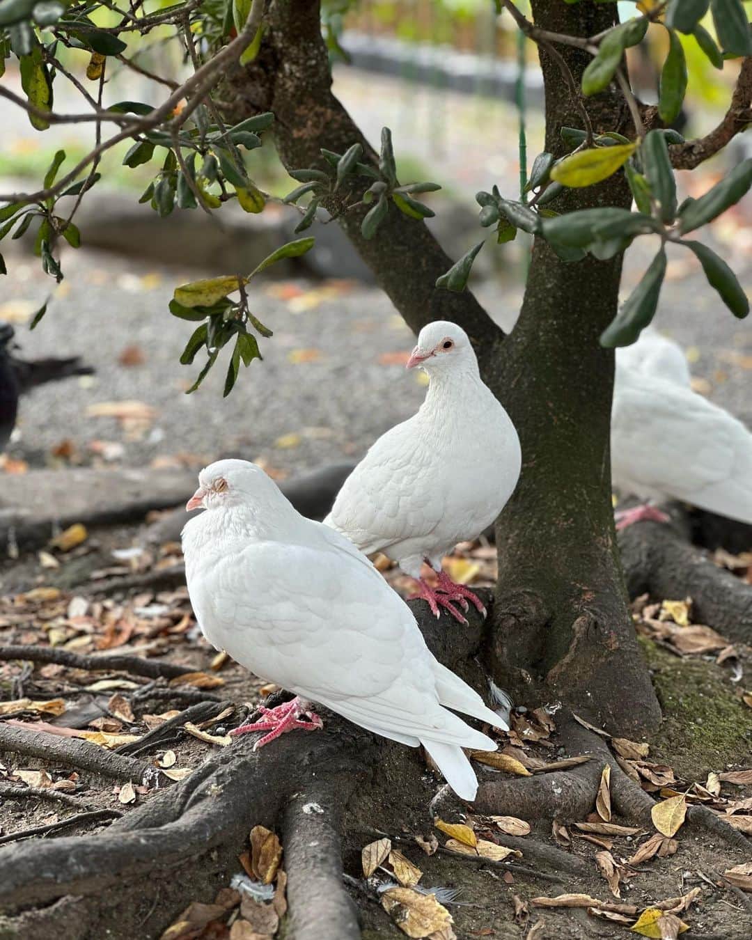 諸星みゆさんのインスタグラム写真 - (諸星みゆInstagram)「🤍 ⁡ 鶴ケ丘八幡宮行ってきました🕊‎✨️ ⁡ 天気悪かったけど 少しだけ青空見えていい気分☀️ ⁡ 鳩さんパラダイスでびっくりした…笑  まさかの帽子もお洋服上下も スニーカーもかばんも @snidel_official 🫶 ⁡ ┈┈┈┈┈┈┈┈┈┈┈┈┈┈┈┈┈┈┈┈ ⁡ 📍鎌倉鶴ケ丘八幡宮 ⁡ ┈┈┈┈┈┈┈┈┈┈┈┈┈┈┈┈┈┈┈┈  #鎌倉  #鎌倉観光  #鶴ケ丘八幡宮  #鎌倉鶴ケ丘八幡宮  #鎌倉散歩」10月12日 22時34分 - miyucheese.ig