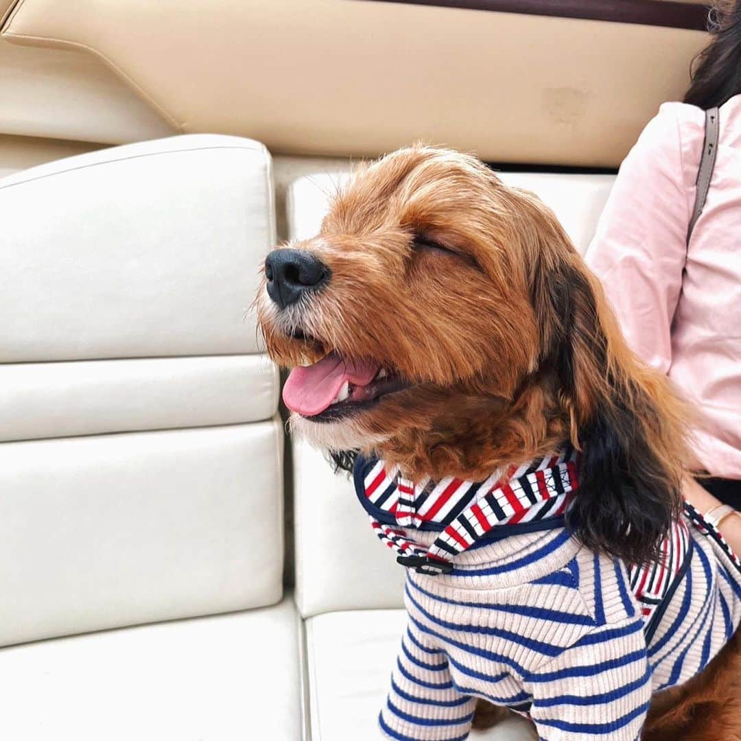 MIYABIのインスタグラム：「表情管理が完璧なロイさん🐶 3人での家族写真📸 ロイのお世話に必死で服しわっしわや🥲🥲」