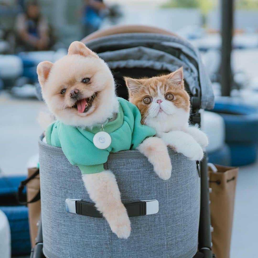 のインスタグラム：「🐸🦁」