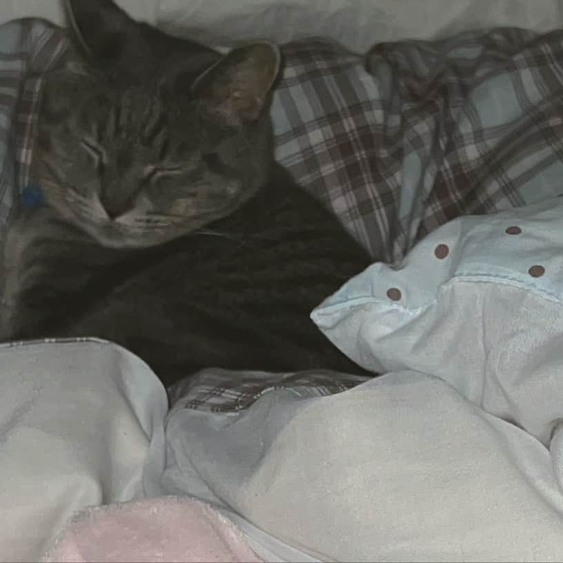 神南里奈さんのインスタグラム写真 - (神南里奈Instagram)「用事があって実家に帰ってきてるんだけど猫と過ごすと寝まくっちゃう🐱#猫　#にゃんすたぐらむ」10月12日 22時57分 - kannami_rina