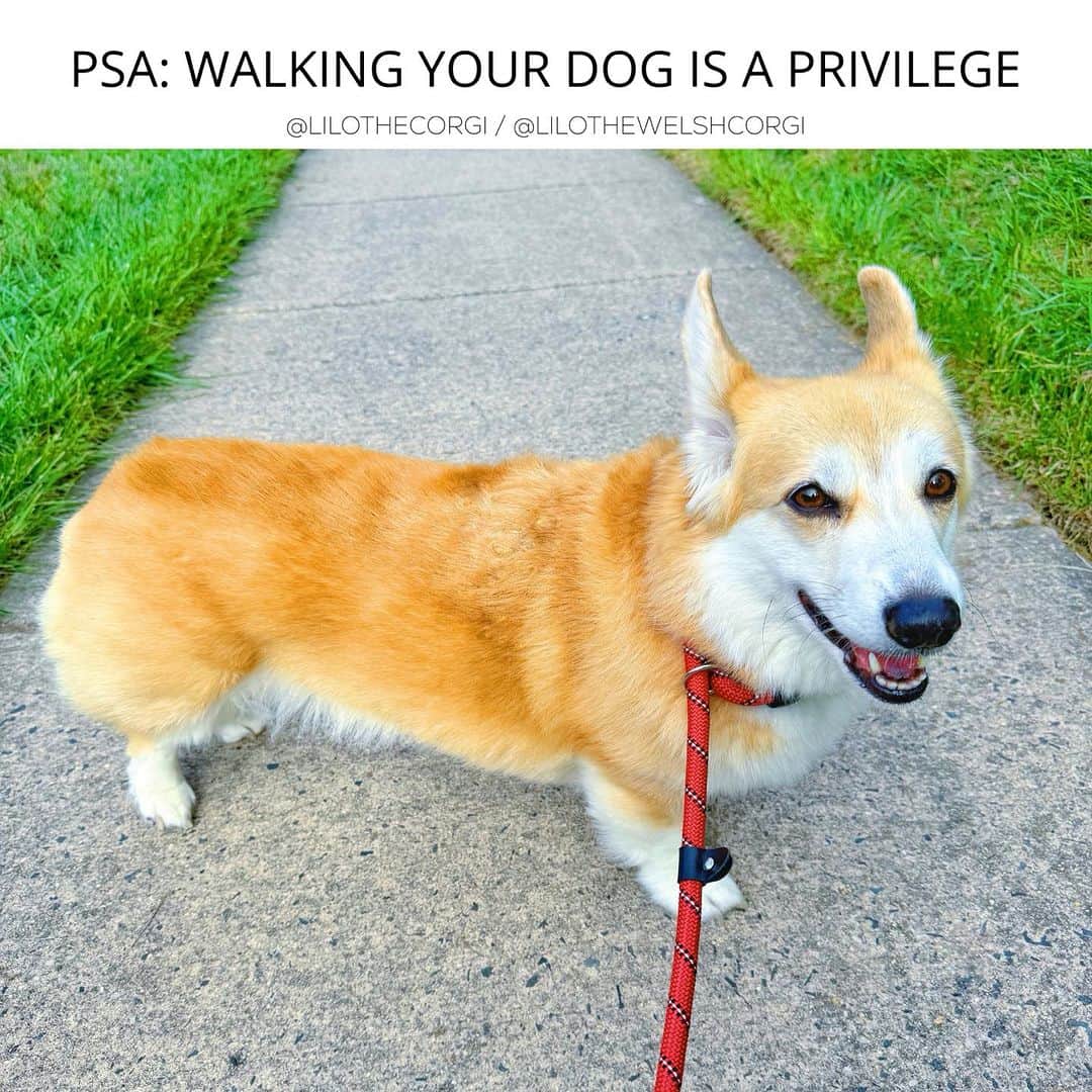 Liloのインスタグラム：「PSA: When walking your dog, they deserve your FULL ATTENTION. If you can either leave your earbuds/headphones at home or keep the volume low. Not saying you HAVE TO leave them at home. This in no way is condemning how you walk your dog. But take pleasure in the act of walking your dog and listen to the delightful sound of their paws gently touching the ground. Admire them as they glance back, ensuring your presence. Immerse yourself in the ambient sounds of the outdoors. If you live in a noisy area, it's understandable if you need noise-cancelling headphones. However, in such cases, be exceptionally attentive when walking your dog.  It's a PRIVILEGE to walk your dog.   Too many people become absorbed in their phones during their dog walks. You wouldn't want to be the cause of something harmful to your pup, especially when it's so easily preventable, right?  Enjoy this moment, for it won't last forever. You'll miss even the small moments, like a simple stroll around the block one day. ❤️   *small edit* I'm NOT saying you can't have earbuds or headphones on—you totally can! But when you do, just be mindful of your surroundings and more attentive to your dog. If you need your music or want to listen to something, go for it. For people that are neurotypical or have anxieties you’re more than welcome to enjoy music or whatnot to help during your walks. Walk your dog the way you need to, but do it in a safe manner. Just prioritize safety out there and avoid distractions.  TL;DR because some didn't read it fully and opted to get upset. Walk your dog the way you prefer, no one is pushing you to walk them in a specific manner. If you want to have your headphones/earbuds on, that's perfectly okay. Just ensure you remain attentive to your dog and your surroundings as you walk. Anything can happen, and sometimes our screens can distract us.  ⁣ . ⁣ .⁣ .⁣ .⁣ .⁣  #corgis #corgicommunity #corgiaddict #dogstagram #corgibutt #corgidog #corgilover #corgination #dog #corgidaily #corgipuppy #corgiworld #dogs #corgilife #pembrokewelshcorgi #corgigram #weeklyfluff #corgilovers #corgistagram #corgisofinstagram #corgilove #dogsofinstagram #corgiplanet #puppy #welshcorgi #corgi」
