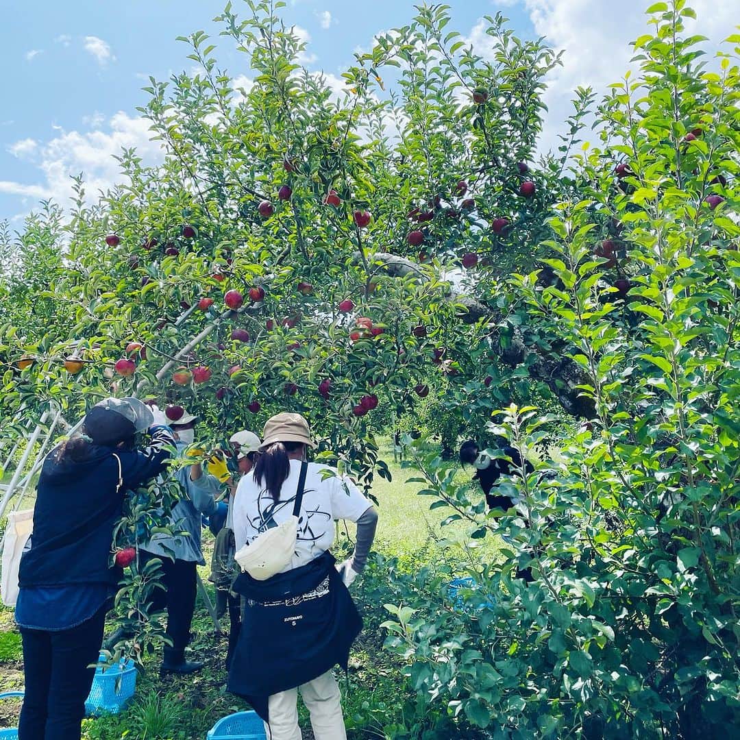 CANDLE JUNEさんのインスタグラム写真 - (CANDLE JUNEInstagram)「今年も長野ポンド童のリンゴ収穫させてもらいました。今日からショップとLFNオンラインショップで販売してます。だいすきな秋映です。是非しっかり拭いて磨いて皮ごと食べてみてください。 #lovefornippon #リンゴスタープロジェクト #ポンド童 #長野 #秋映」10月12日 23時10分 - candle_june