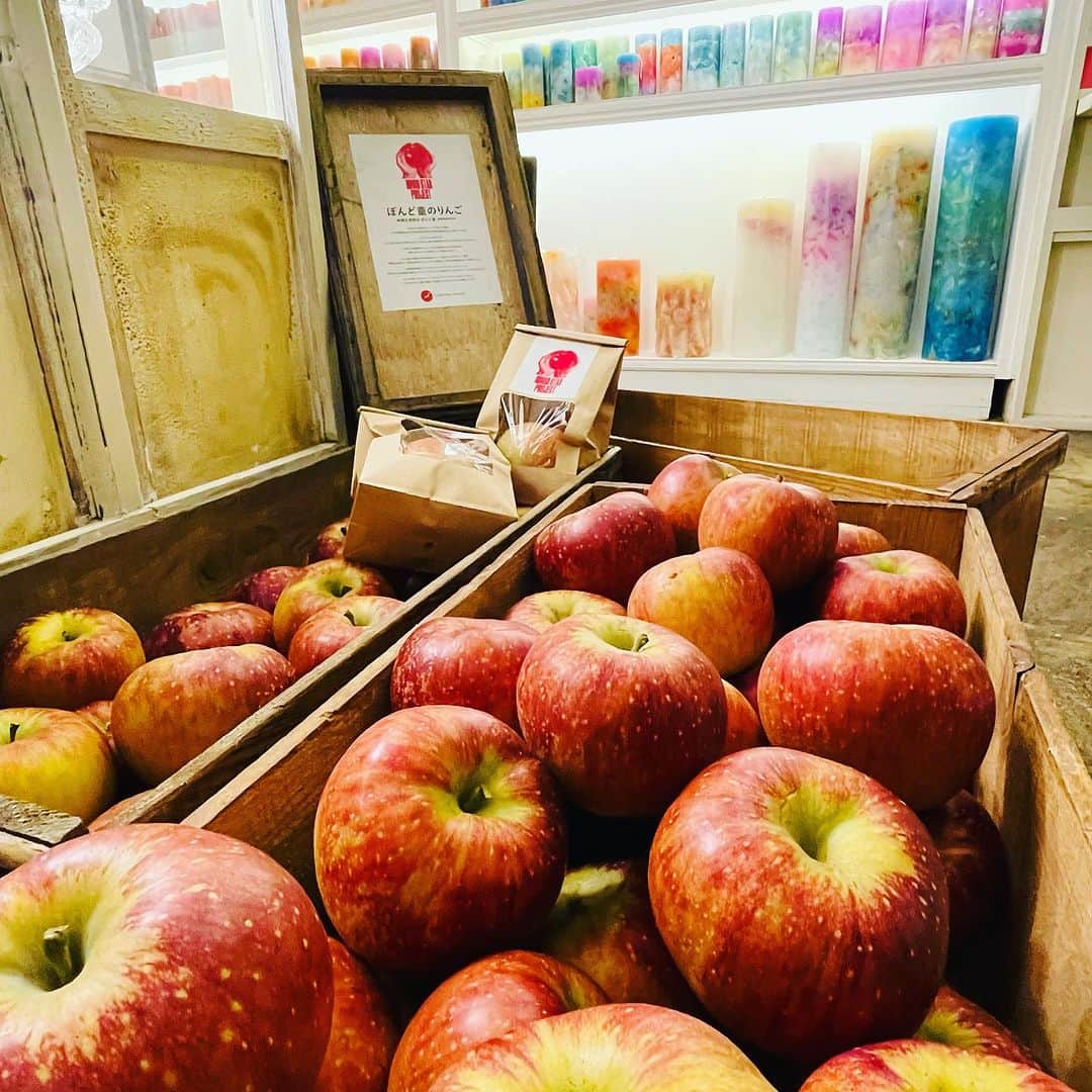 CANDLE JUNEさんのインスタグラム写真 - (CANDLE JUNEInstagram)「今年も長野ポンド童のリンゴ収穫させてもらいました。今日からショップとLFNオンラインショップで販売してます。だいすきな秋映です。是非しっかり拭いて磨いて皮ごと食べてみてください。 #lovefornippon #リンゴスタープロジェクト #ポンド童 #長野 #秋映」10月12日 23時10分 - candle_june