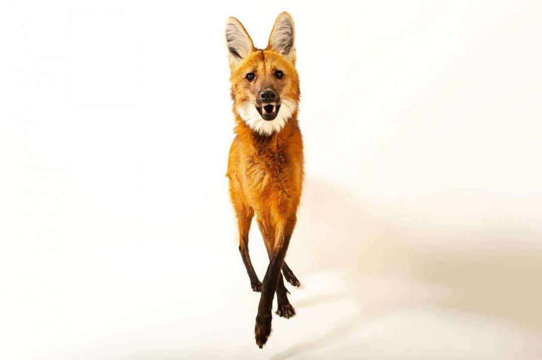 Joel Sartoreさんのインスタグラム写真 - (Joel SartoreInstagram)「Slender, lanky legs help the maned wolf lope in search of prey amid the tall grasses and scrub forests of central South America. From nose to tail, everything about this species seems stretched: long muzzle, upright ears, even hind legs that are longer than its front legs. Photo taken @sunsetzoomhk.   #wolf #manedwolf #animal #mammal #wildlife #photography #animalphotography #wildlifephotography #studioportrait #PhotoArk @insidenatgeo」10月12日 23時12分 - joelsartore