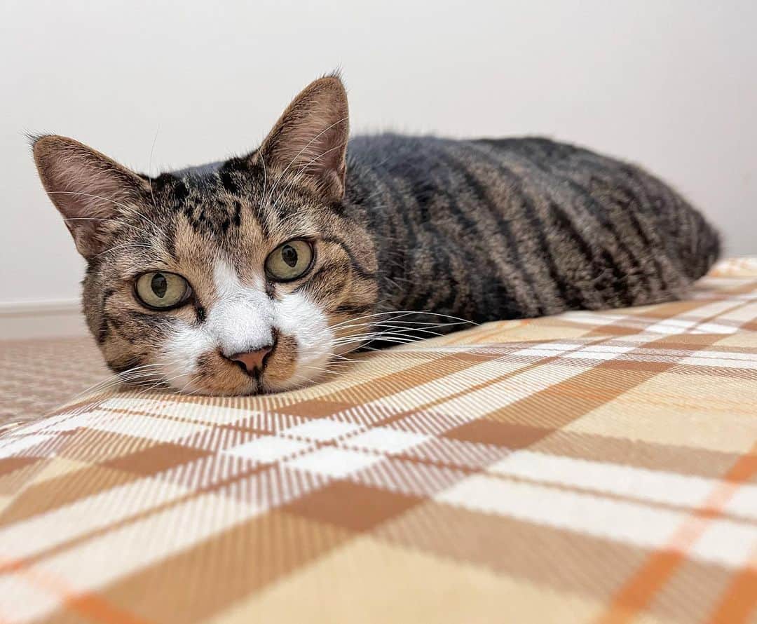 meekooのインスタグラム：「おれ、ねこ(ˉˉ ˙̫ ˉˉ) 2023.10.12」