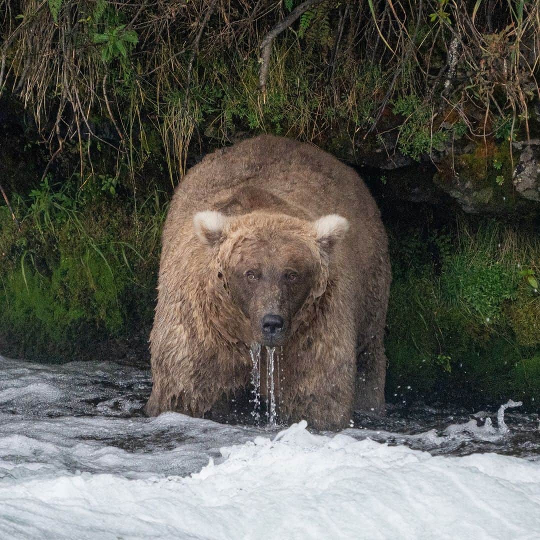 アニマルプラネットのインスタグラム：「Congratulations to the #FatBearWeek winner, Grazer! 👑  This mama bear has been seen confronting much larger males (and winning). Now they know to give her space when she's eating her salmon.   Photo Credit: Katmai NPS Photo/F. Jimenez」