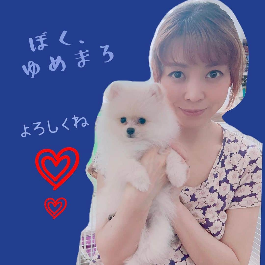 初嶺麿代さんのインスタグラム写真 - (初嶺麿代Instagram)「ゆめまろを家族にお迎えして3ヶ月。 こちらはお迎えしたばかりの写真🤳です^_^  今月5ヶ月になりました😊 これからも元気にスクスク育ってねー  #新しい家族　ご紹介☺️ #ポメラニアン」10月13日 0時45分 - hatsunemayo