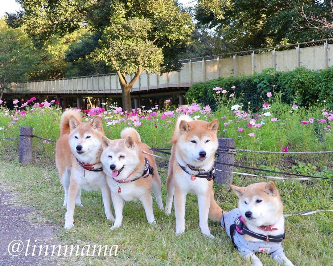 linnmamaさんのインスタグラム写真 - (linnmamaInstagram)「138タワーパークにコスモス🌸🌼を見に来ました〜というのは表向きの理由で、麗の💩がなかなか出ないので、いつもの公園じゃなくてちょっと気分を変えてみました😅〜①②③なるべく麗が笑顔のpicを選んでみました〜あんまり笑わないコなので😅〜②で翔と純の目線の先では2頭のラブラドールがウネウネとへそ天踊りしてました🤣〜④キバナコスモス🌼〜⑤コスモスの小径を歩いたよ🐾〜⑥ハロウィン🎃のフォトスポットもありました😊〜残念ながら💩は出ませんでした😅〜明日はしておくれ🙏 ＊ ＊ ＊ #柴犬#dog #柴犬凜の勇気凜々every day  #多頭飼い  #shibastagram #my_eos_photo  #eosr6#eosr10 #ドッグフォトグラファーズ #iphone12#iphone12promax  #夕方散歩 #花活 #写活 #コスモス #138タワーパーク」10月13日 0時55分 - linnmama