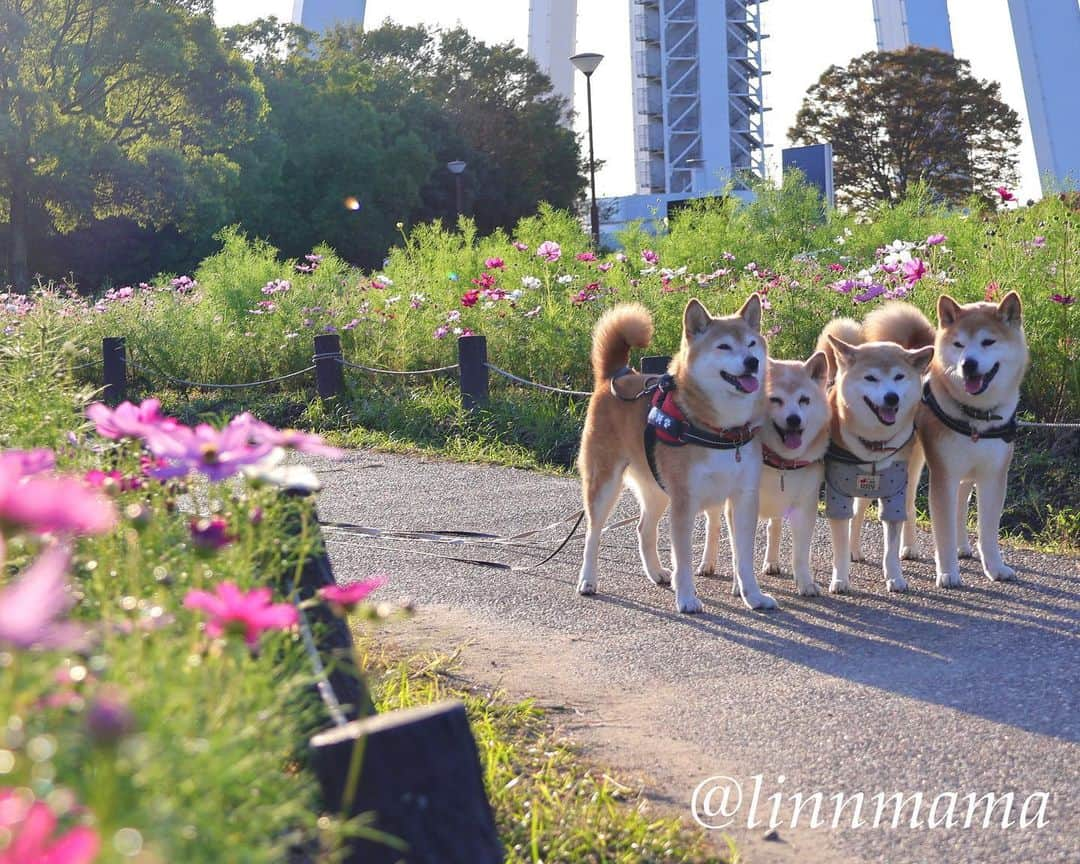 linnmamaさんのインスタグラム写真 - (linnmamaInstagram)「138タワーパークにコスモス🌸🌼を見に来ました〜というのは表向きの理由で、麗の💩がなかなか出ないので、いつもの公園じゃなくてちょっと気分を変えてみました😅〜①②③なるべく麗が笑顔のpicを選んでみました〜あんまり笑わないコなので😅〜②で翔と純の目線の先では2頭のラブラドールがウネウネとへそ天踊りしてました🤣〜④キバナコスモス🌼〜⑤コスモスの小径を歩いたよ🐾〜⑥ハロウィン🎃のフォトスポットもありました😊〜残念ながら💩は出ませんでした😅〜明日はしておくれ🙏 ＊ ＊ ＊ #柴犬#dog #柴犬凜の勇気凜々every day  #多頭飼い  #shibastagram #my_eos_photo  #eosr6#eosr10 #ドッグフォトグラファーズ #iphone12#iphone12promax  #夕方散歩 #花活 #写活 #コスモス #138タワーパーク」10月13日 0時55分 - linnmama