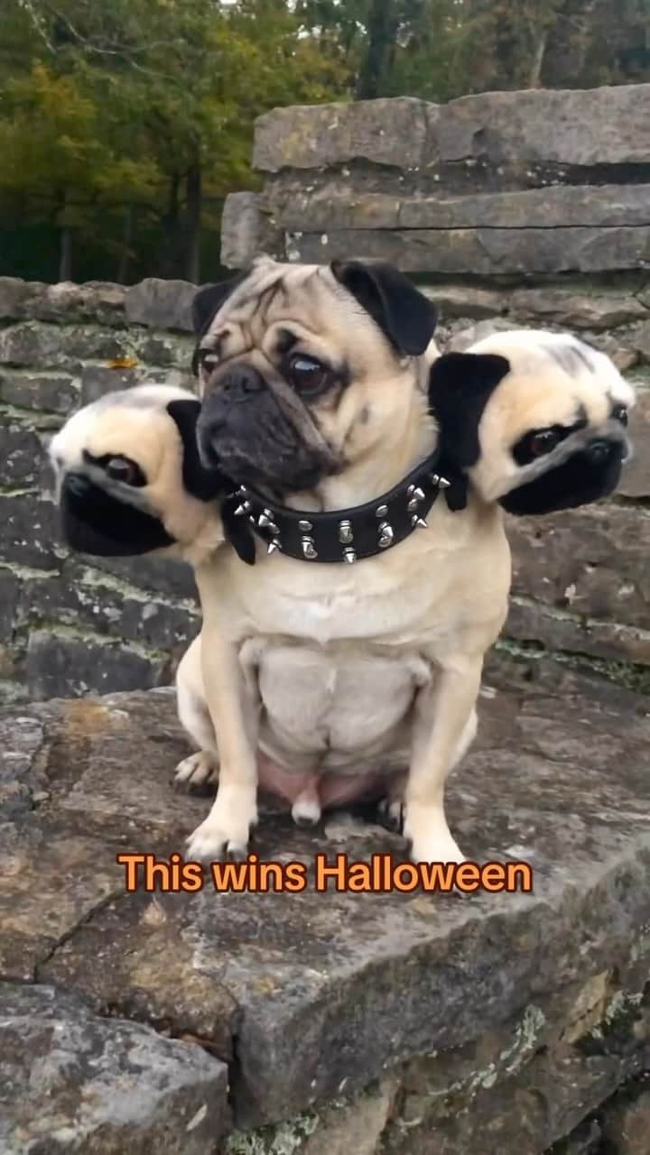 itsdougthepugのインスタグラム：「Doug’s Fluffy costume is one for the books! 🎃⚡️  #dogcostume #halloween #spooky #pugs #dogsofinstagram #harrypotter #costumeideas」