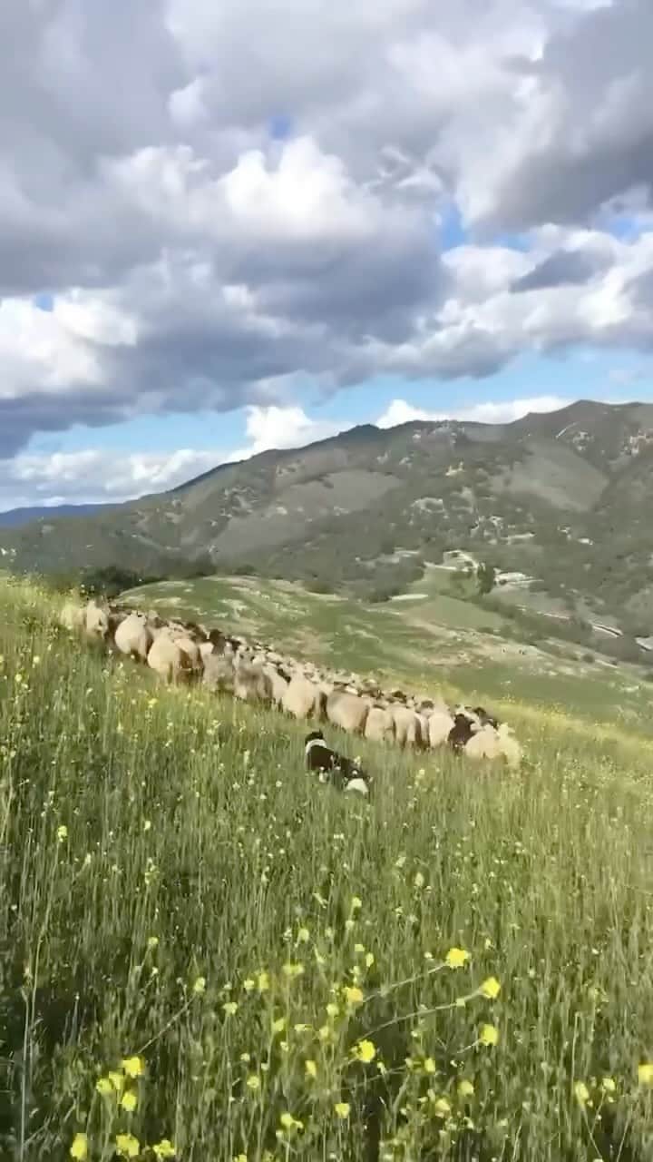 patagoniaのインスタグラム：「The folks at @OutlawValleyRanch found Cowboy as a stray pup and nobody claimed him for a few weeks. They noticed that he was immediately obsessed with sheep, so they had him work with a trainer for over a year before putting him to work.   Today, he lives and breathes working sheep and loves riding on the back of the truck or side-by-side. But there’s nothing he loves more than swimming in the trough on a hot day.    #WorkingDogs」