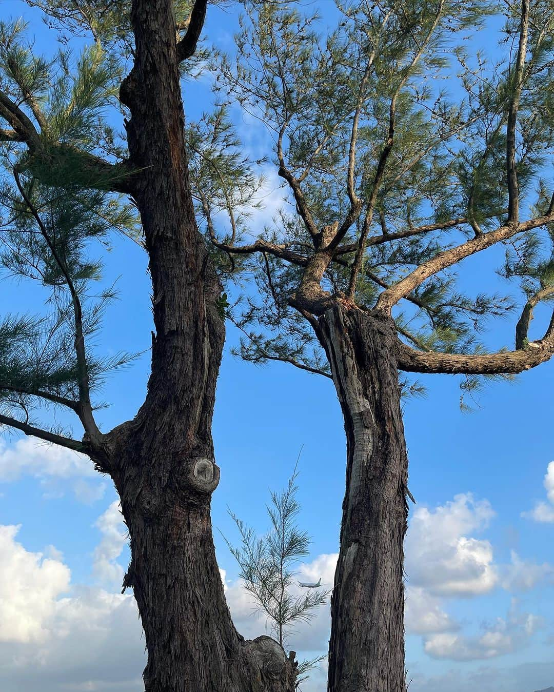 ヒビ・ティエンさんのインスタグラム写真 - (ヒビ・ティエンInstagram)「🐦‍⬛☀️  謝謝🌳🌳  『人要低調 心要堅強』」10月13日 1時25分 - hebe_tien_0330