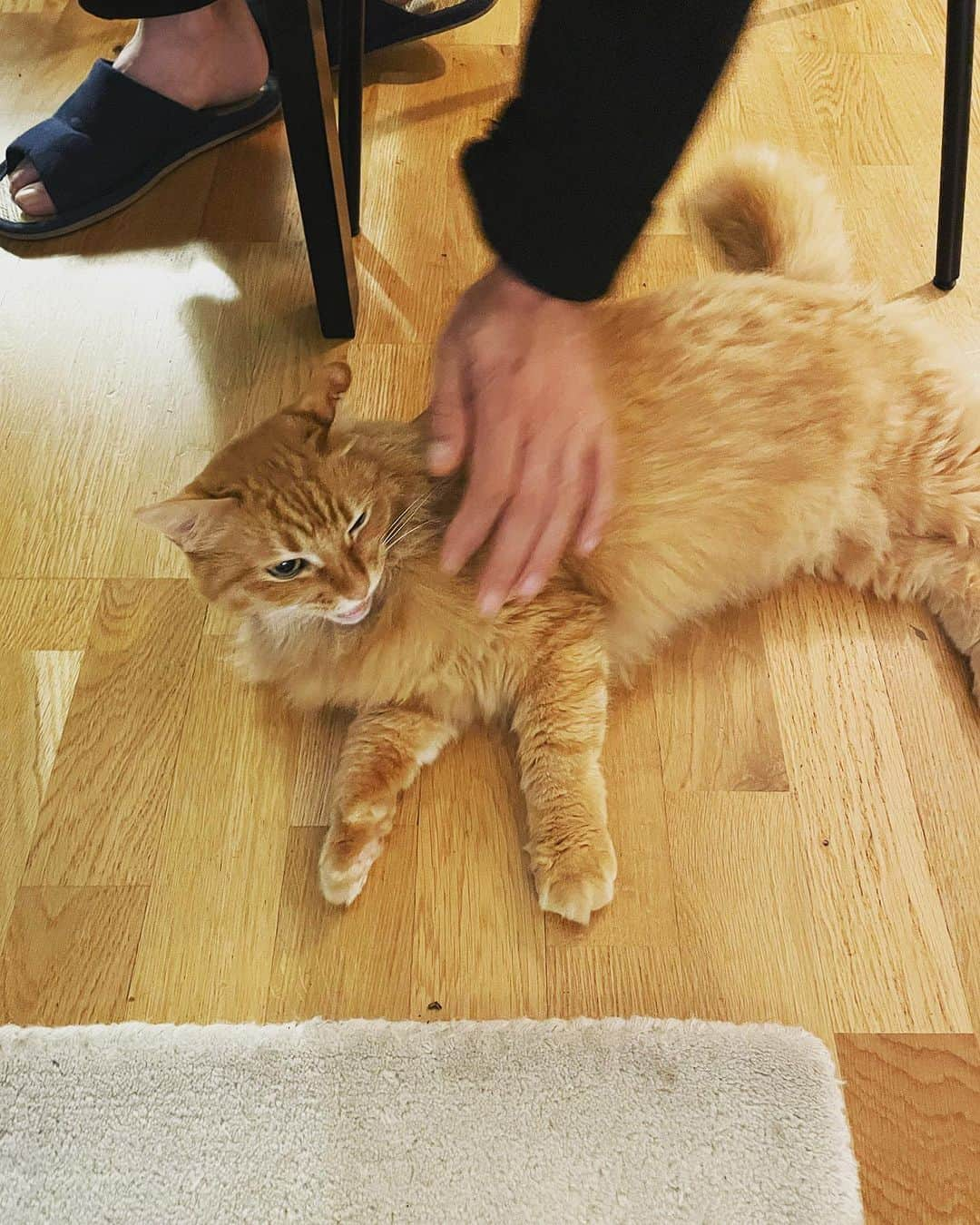 猫沢エミさんのインスタグラム写真 - (猫沢エミInstagram)「デッデッデーレレー♪（太陽にほえろ、オープニングのギターカッティングより）  パパにデレッデレのユピ坊。  それと比例してユピ坊にとんどんデレッデレになるパパ。  はーん😏……おぬし、知ってしまったな？  デレ猫の魔力を。一生逃れなれないかわいいの囚われ人に！  明日からのレユニオン島。猫たちと離れることを考えると、旅はいつも晴れ晴れした気持ちになりにくい。  しかし今回も、信頼のタタまどか @moka.lby の出張ケアに委ねて、パパとママは南の島で頑張ってきます（彼がレユニオン島で毎年アートプロデューサーを務めるイベントの出張ヴァカンスです）。  #ユピ坊　#猫パリ　#猫沢エミのインターナショナル五十路ライフシフト  #猫沢エミリーパリへ行く」10月13日 3時18分 - necozawaemi