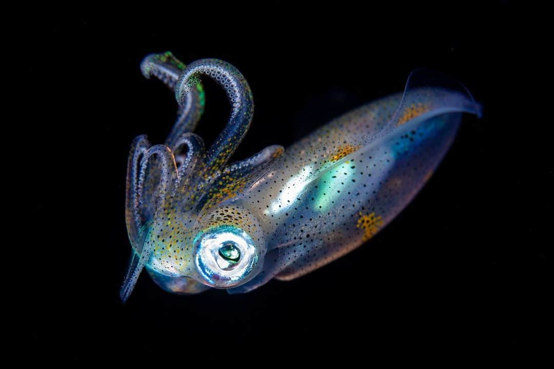 Canon Asiaのインスタグラム：「Don't make light of having enough 💡!⁣ ⁣ Overcoming lighting difficulties is one of the main challenges of 🤿 photography; you can't always be using a strobe light! 🐟 Marine wildlife are skittish by nature and can spook easily if you're not careful – situations such as this are when low-light capabilities come in really handy. In picking the right gear for this job, @ajiexdharma was able to capture this 🦑 with clarity, despite shooting with a narrow aperture and short exposure.⁣ -⁣ 📷 Image by @ajiexdharma on Canon EOS 5D Mark III | EF100mm f/2.8L Macro IS USM | 100mm | f/7.1 | ISO 200 | 1/200s⁣ -⁣ #TeamCanon #CanonAsia #CanonPhotography #CanonPhoto #CanonImages #CanonLens #CanonColourScience #PhotoOfTheDay #IAmCanon #ThePhotoHour #UnderwaterPhotography #WildlifePhotography」