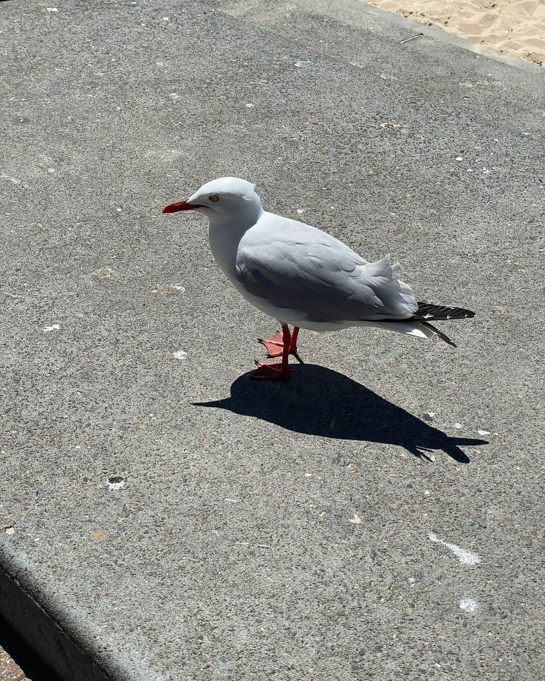 樺澤まどかのインスタグラム：「seagull」