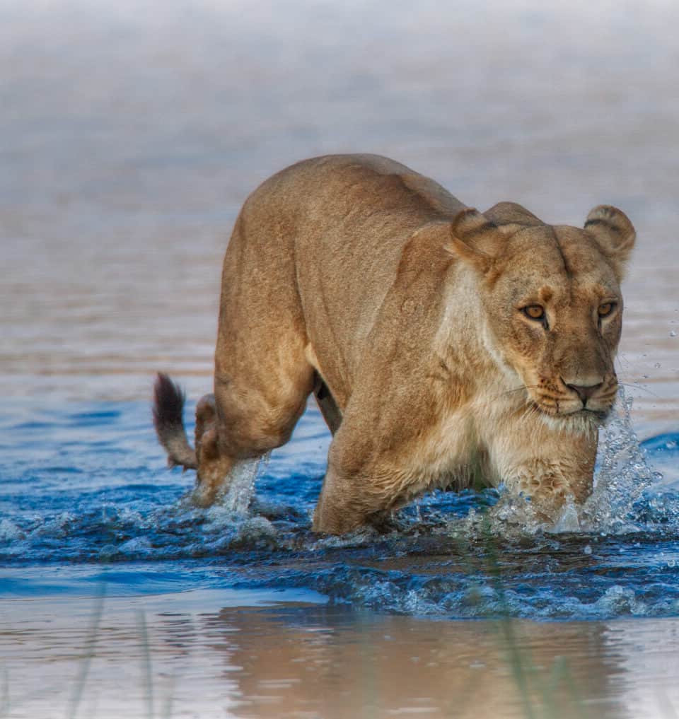 ナショナルジオグラフィックのインスタグラム：「Photos by @beverlyjoubert | An aptitude for navigating a patchwork of channels and floodplains is a must for the lions of Botswana’s Okavango Delta. It’s also a skill lioness mothers must instill in their offspring from a tender age. Despite potential dangers like lurking crocodiles and temperamental hippos—not to mention lions’ innate distaste for things aquatic—water crossings are an inevitable part of life in this seasonally inundated landscape. Under mom’s watchful eye, this youngster’s gutsy efforts are an important initiation. To survive in this challenging yet bountiful ecosystem, these apex predators must learn to traverse both land and water. To see more of my work, follow me @beverlyjoubert.」