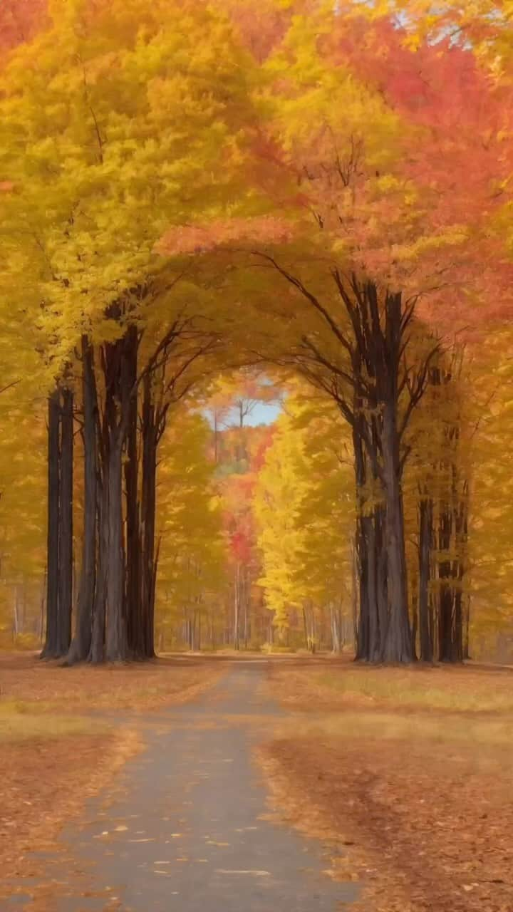 Paul Octaviousのインスタグラム：「New England in the Fall 🍁  I now live in the Midwest where the trees do change colors, but it’s nothing like New England. You can be in the woods surrounded by nothing but golden and red hues.. it’s wildly stunning.   -Paul   #autumn #fall #newengland」